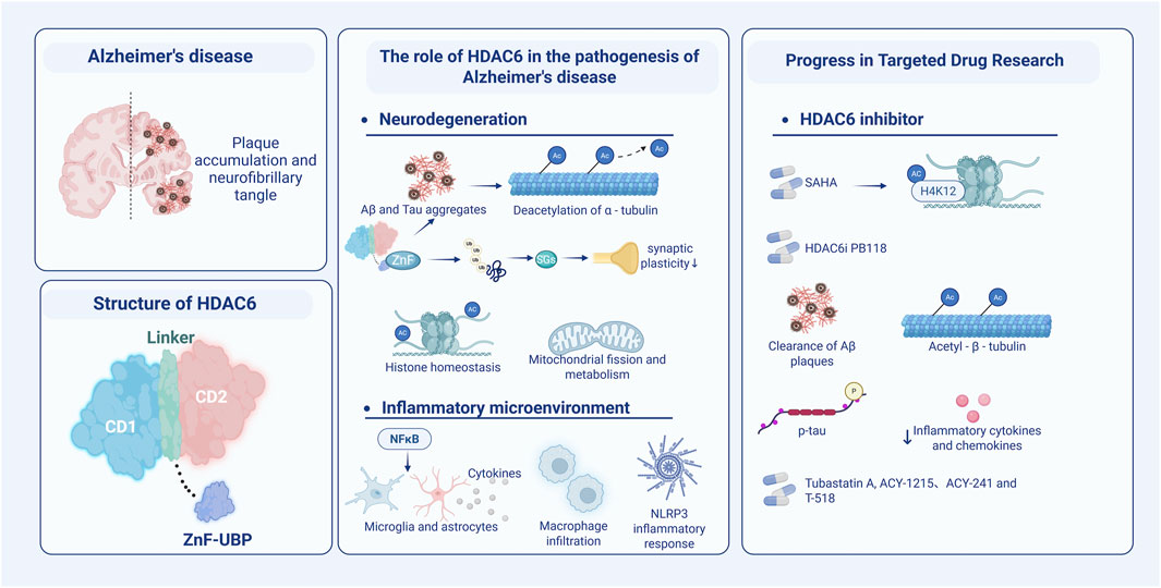 Diagram illustrating Alzheimer's disease mechanisms and targeted drug research. Left panel: brain diagram with plaque build-up. Middle panel: role of HDAC6 in neurodegeneration and inflammation, highlighting alpha-tubulin deacetylation, synaptic plasticity, and mitochondrial function. Structure of HDAC6 includes CD1 and CD2 domains. Right panel: targeted drug research showing HDAC6 inhibitors like SAHA and PB118 and their effects, including acetylation of beta-tubulin and reduction of inflammatory cytokines.