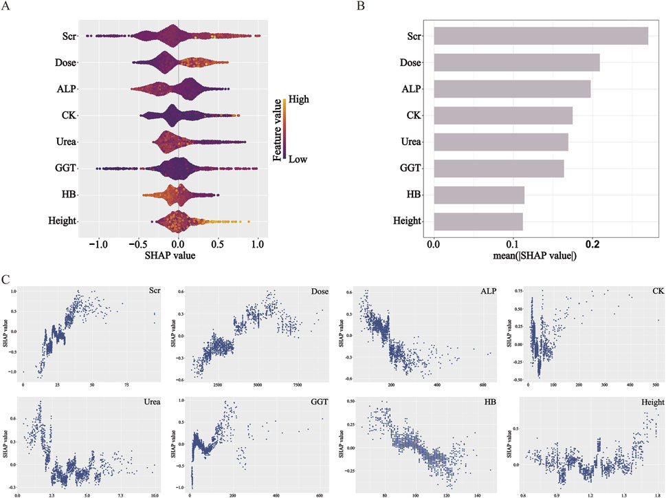 Panel A displays a violin plot showing SHAP values for various features like Scr, Dose, and ALP. Color indicates feature value, with warm colors for high values. Panel B shows a bar graph of average absolute SHAP values for these features. Panel C contains scatter plots for each feature against SHAP values, depicting their individual contributions to model predictions.