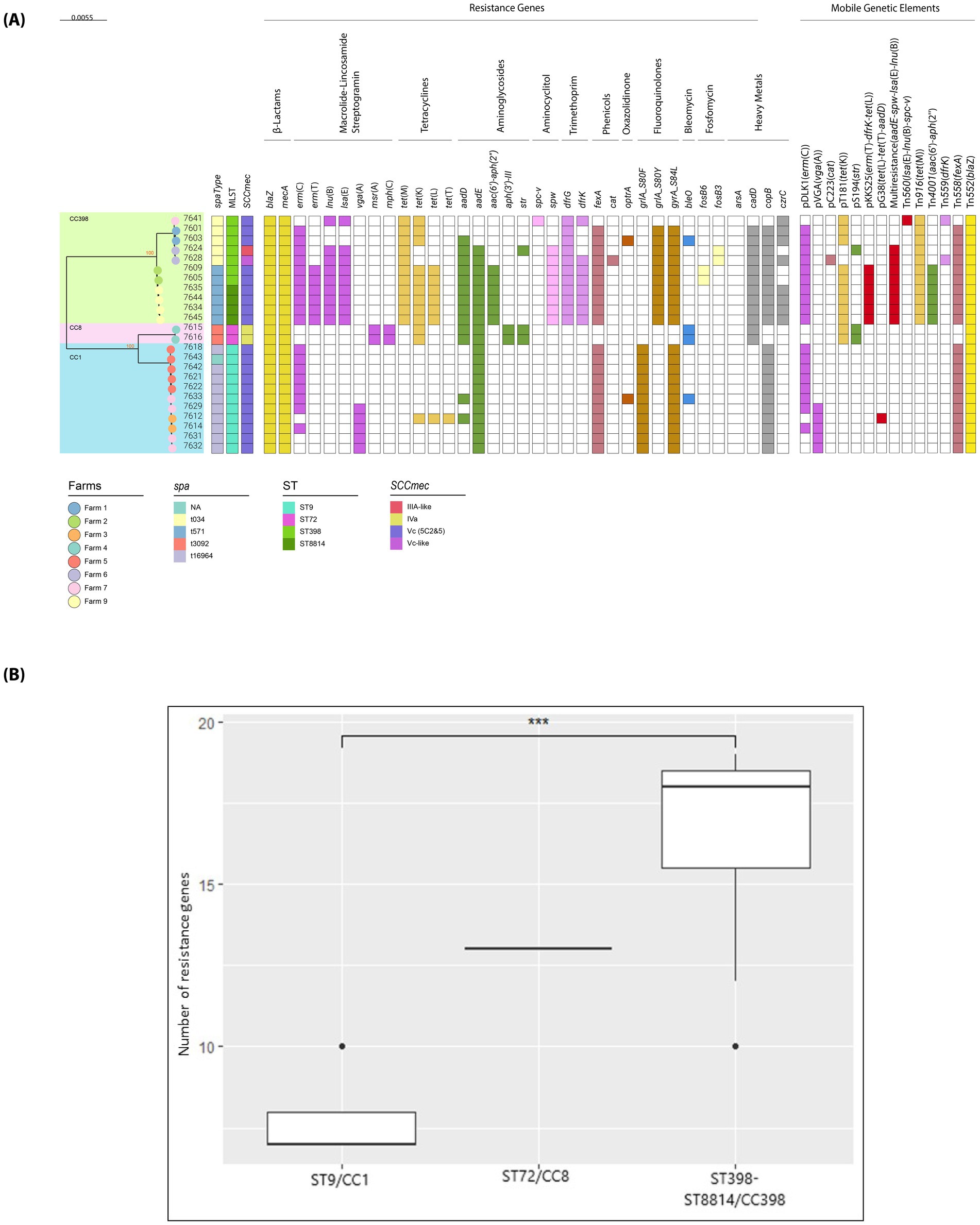(A) A heatmap displaying the distribution of resistance genes and mobile genetic elements across different farms and genetic types. Colors represent varied resistance profiles and genetic elements, indicating diversity and prevalence. (B) A box plot comparing the number of resistance genes among ST9/CC1, ST72/CC8, and ST398-ST8814/CC398 groups. The plot shows significant differences, marked by stars, in resistance gene quantity between ST9/CC1 and the other groups.