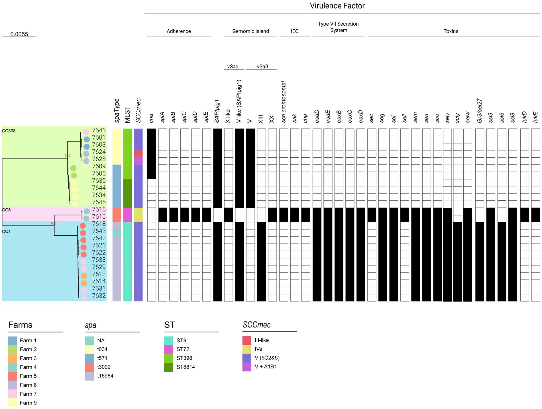 Phylogenetic tree with color-coded branches representing different clusters (CC398, CC8, CC1) and associated spa types with colored squares. Columns show virulence factors, including adherence, genomic island, secretion system, and toxins, with presence shown in black. Legend indicates farm sources, spa types, sequence types (ST), and SCCmec types.
