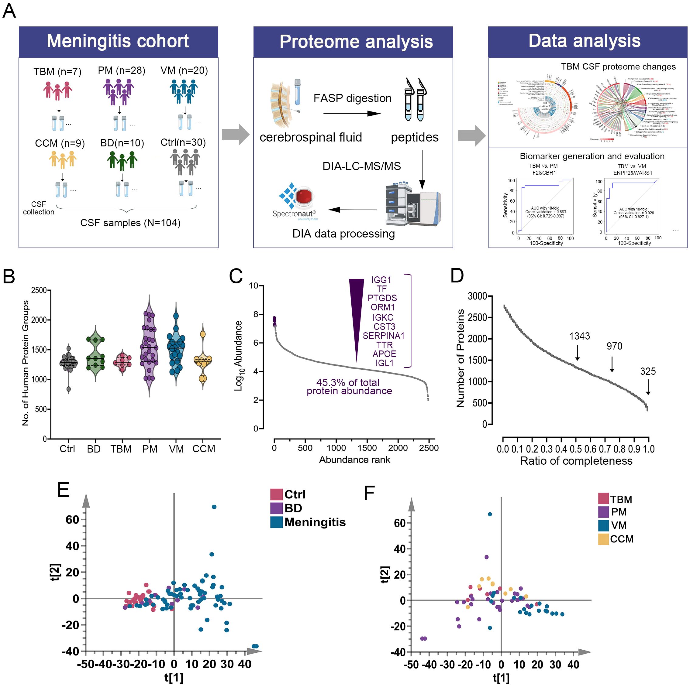 Diagram illustrating a multifaceted analysis of meningitis using proteomics. Panel A shows the study design with cohorts and data analysis flow. Panel B displays a violin plot comparing the number of human protein groups across different conditions: Ctrl, BD, TBM, PM, VM, CCM. Panel C illustrates a plot of protein abundance showing cumulative abundance with key proteins labeled, representing 45.3% of total protein abundance. Panel D is a graph of the number of proteins versus the ratio of completeness, with specific data points highlighted. Panels E and F show scatter plots of the principal component analysis for different conditions, with colored markers for each group.