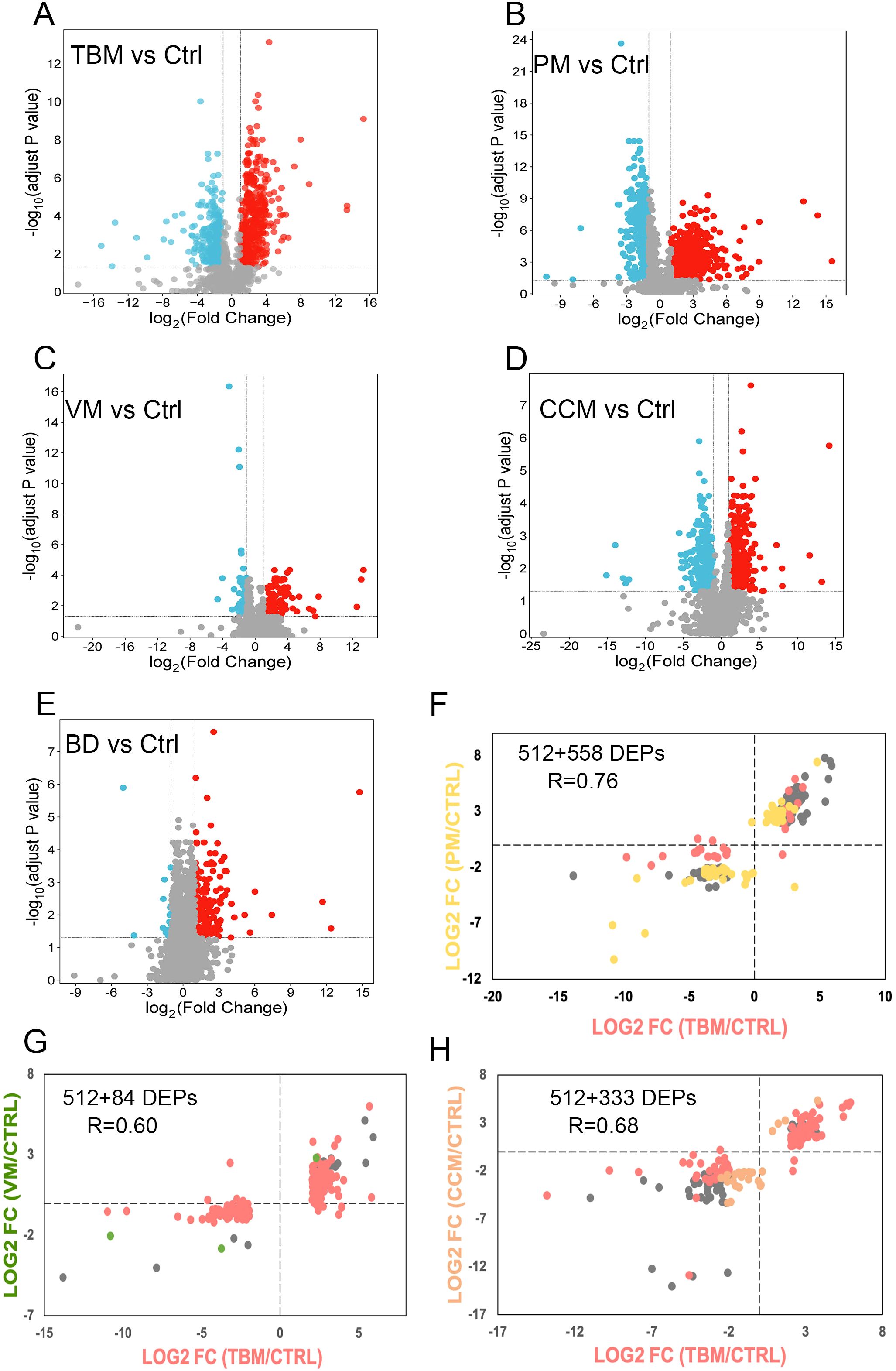A series of scatter plots comparing gene expression data with controls. Panels A to E display the log2 fold change against the negative log10 adjusted P value for different tissue comparisons: TBM, PM, VM, CCM, and BD versus controls. Panel F shows a correlation of PM vs TBM, G shows VM vs TBM, and H shows CCM vs TBM. Each plot highlights significantly differentially expressed proteins (DEPs) with distinct colors. Correlation values and numbers of DEPs are indicated on the comparative panels F, G, and H.