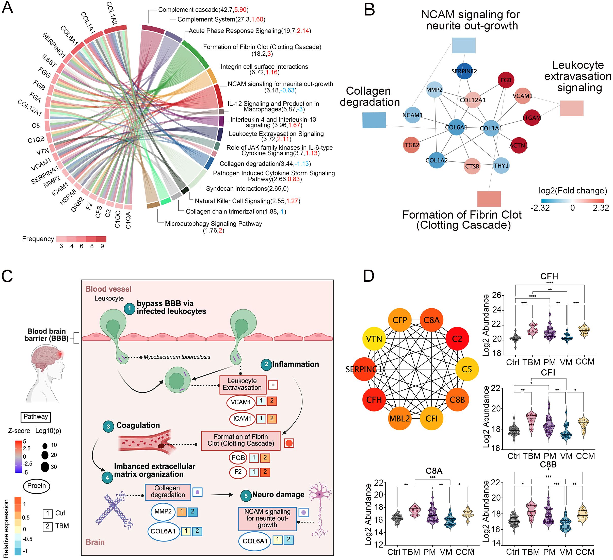Complex data visualization with four panels labeled A to D. Panel A: Circular diagram illustrating various signaling pathways and their associated components, color-coded by frequency. Panel B: Network graph showing connections between proteins involved in biological processes like neurite outgrowth and leukocyte signaling, with color indicating fold change. Panel C: Schematic detailing the mechanism of Mycobacterium tuberculosis crossing the blood-brain barrier, showing pathways like inflammation and coagulation with associated proteins. Panel D: Network and violin plots comparing protein abundance across different conditions (Ctrl, TBM, PM, VM, CCM), with significant differences marked by asterisks.