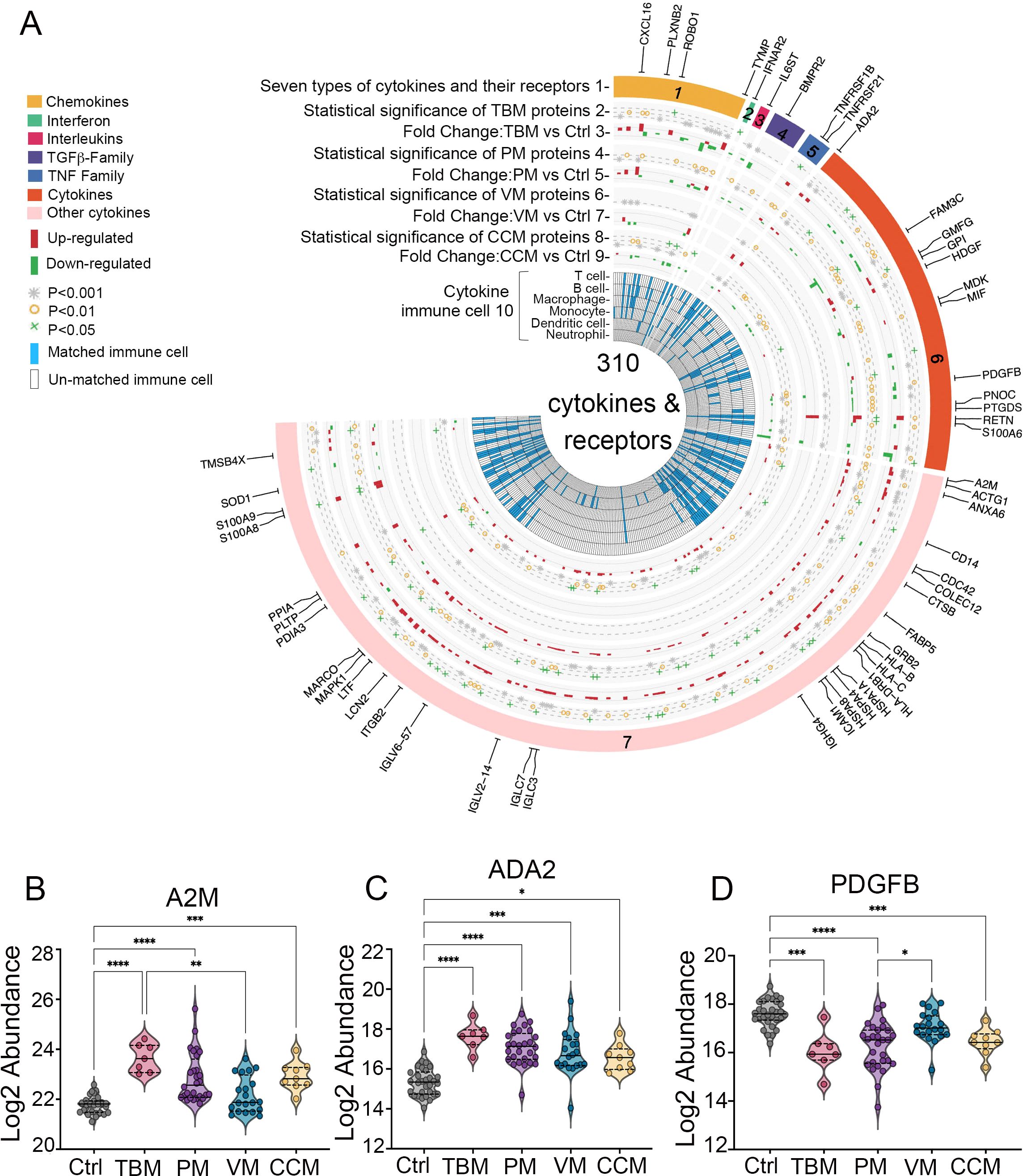 Circular chart showing cytokines and receptors with color-coded categories and statistical annotations for different protein comparisons (TBM, PM, VM, CCM). Top left legend indicates categories and significance levels. Violin plots (B, C, D) compare Log2 abundance of A2M, ADA2, and PDGFB across Ctrl, TBM, PM, VM, and CCM groups, displaying statistical significance using asterisks.