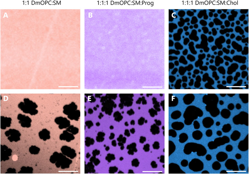 Six-panel microscopy image showing different lipid membrane compositions. Panel A: Pink with a uniform texture. Panel B: Light purple with a similar uniform texture. Panel C: Blue with a pattern of black blobs (LO domains). Panel D: Pink with large, dark clusters (SO domains). Panel E: Purple with small, dense dark clusters. Panel F: Blue with larger, irregular black blobs. Each column of panels varies by lipid composition indicated above. Scale bars are included in each panel (10 μm).