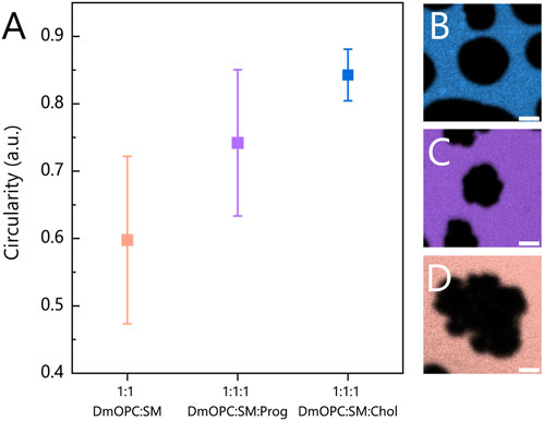 Graph A shows circularity data (arbitrary units) for three mixtures: DmOPC:SM (1:1), DmOPC:SM:Prog (1:1:1), and DmOPC:SM:Chol (1:1:1). Error bars indicate variability. Images B, C, and D provide microscopic views of corresponding mixtures, with textures in blue, purple, and pink hues, illustrating differences in domains formations.