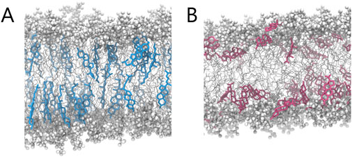 Two molecular models labeled A and B. Both depict a lipid bilayer structure with intertwined blue (A) and pink (B) molecules and red highlights. Model A shows more vertical alignment of molecules (Chol), while model B shows a more dispersed arrangement (Prog). Both models illustrate how molecules distribute within the bilayer environment.