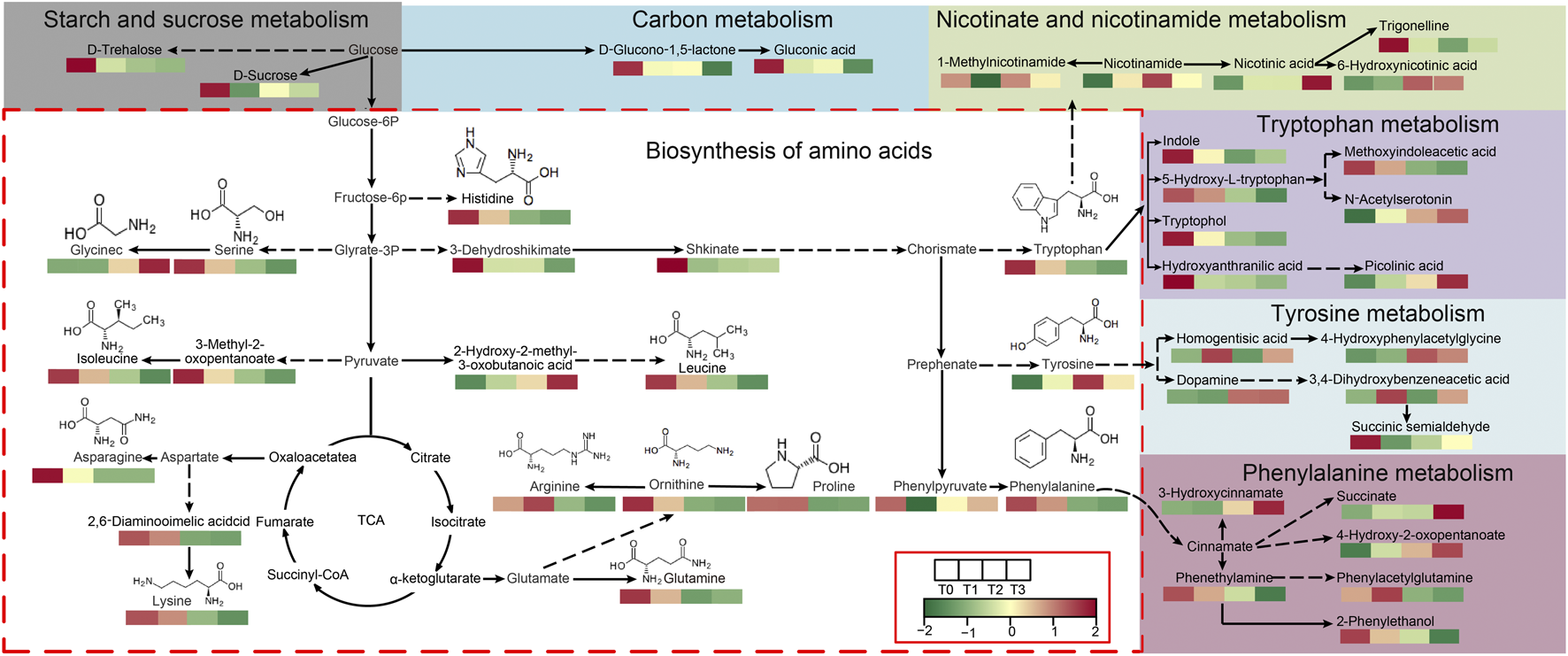 Diagram illustrating the metabolic pathways and biosynthesis of amino acids, including starch and sucrose metabolism, carbon metabolism, and nicotinate and nicotinamide metabolism. Various metabolites and routes are depicted, with heatmap bars showing relative expression levels across time points T0 to T3. Pathways for tryptophan, tyrosine, and phenylalanine metabolism are detailed, with associated compounds like ornithine, arginine, and glutamine. A color scale indicates data values ranging from negative two to positive two.