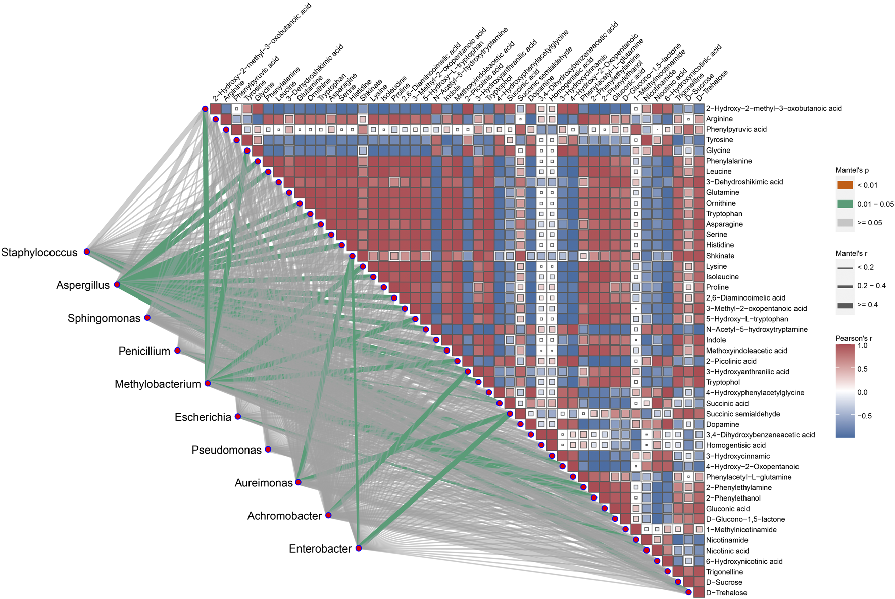Correlation heatmap and network diagram illustrating relationships between different microorganisms and metabolites. Rows represent microorganisms, while columns represent metabolites. Color intensity indicates correlation strength, with a gradient from red (positive correlation) to blue (negative correlation). Network lines connect correlated entities, with edge thickness indicating relationship strength.