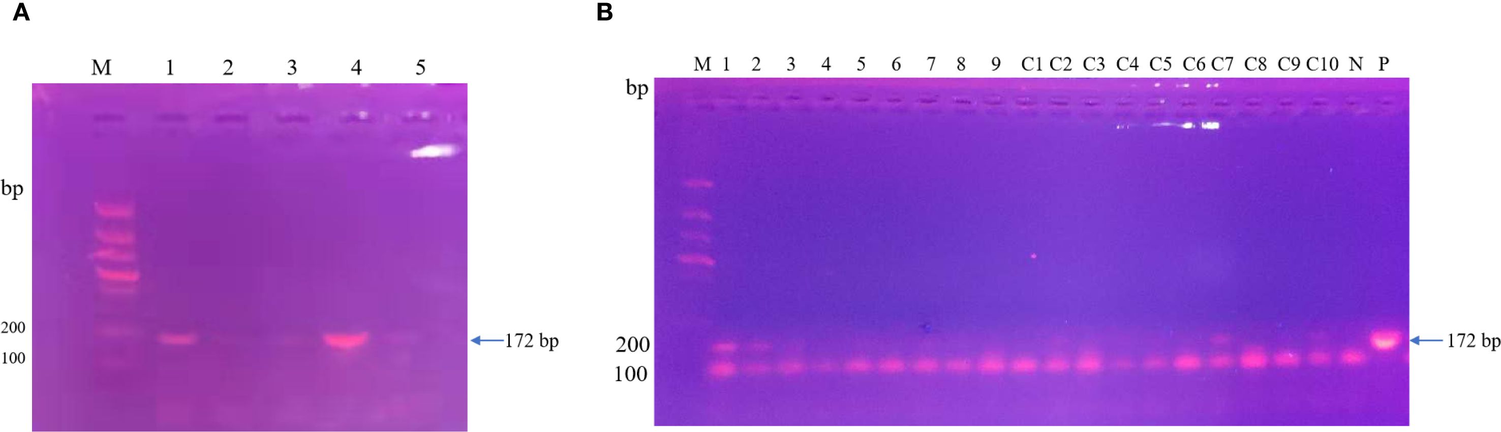 Gel electrophoresis results show two panels labeled A and B. Panel A has lanes M, 1 to 5 with bands visible at 172 base pairs. Panel B includes lanes M, 1 to 9, C1 to C10, N, and P, also showing bands at 172 base pairs. Lanes M in both panels represent the molecular marker with bands indicating base pair sizes.