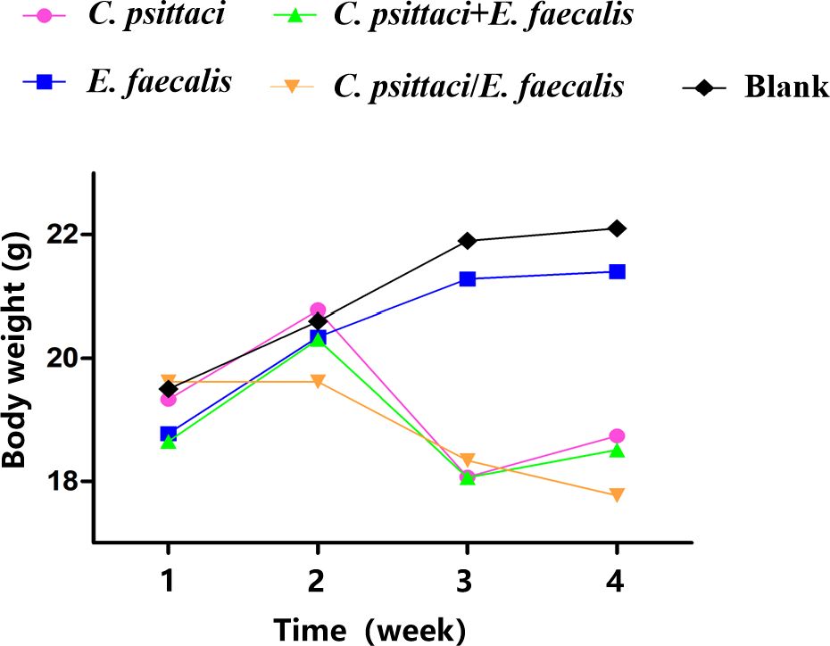 Line graph showing body weight changes over four weeks for different groups: C. psittaci (pink), C. psittaci plus E. faecalis (green), E. faecalis (blue), C. psittaci/E. faecalis (orange), and blank (black). The y-axis represents body weight in grams, ranging from 18 to 22 grams, and the x-axis represents time in weeks. Initially, all groups start at similar weights, with the blank group gradually increasing, while others fluctuate or decrease.