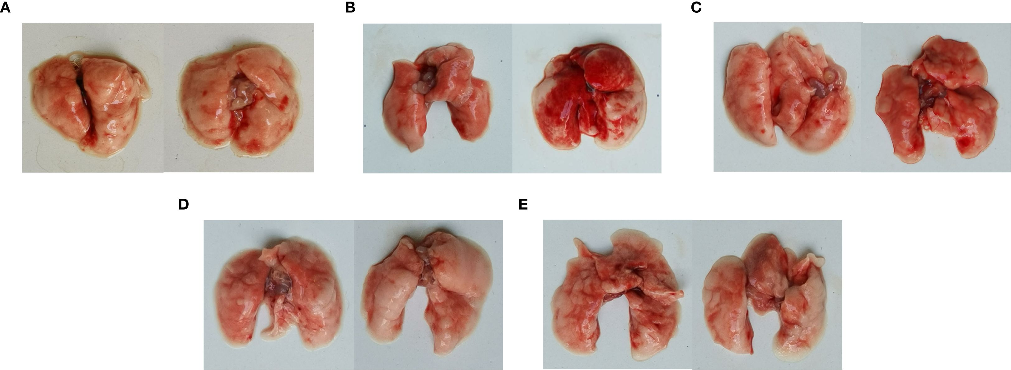Five images labeled A to E show excised lung tissues. Each set displays variations in color and texture, indicating differing conditions or treatments. The tissues exhibit differences in redness and structure, which may suggest varying levels of health or disease states.