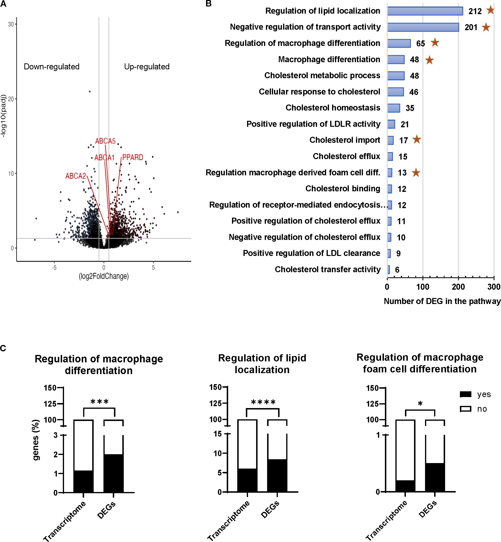 Transcriptomic profiling of MIL4 cocultured with Tregs. (A) Volcano plot showing 2,395 genes significantly differentially expressed (log₂ fold change >1, adjusted p < 0.05). (B) Gene Ontology analysis of biological processes affected by Tregs, with enriched pathways indicated by stars. (C) Selected GO pathways significantly enriched in differentially expressed genes. Statistical analysis performed using two-way ANOVA and Fisher’s exact test.