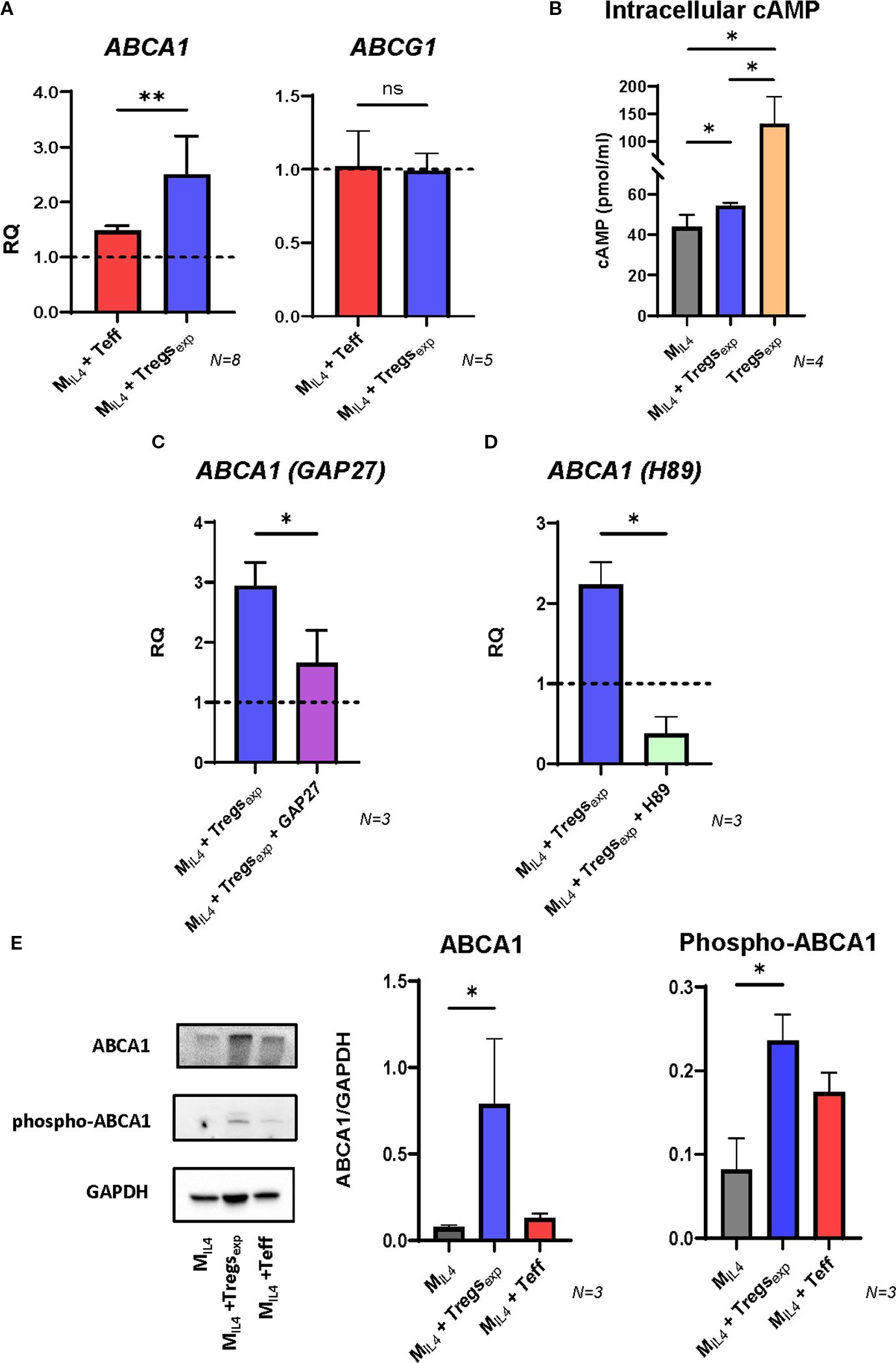 Tregs promote ABCA1 expression in MIL4 via cAMP transfer. (A) qRT-PCR analysis of ABCA1 and ABCG1 mRNA in MIL4 cocultured with Tregs or Teffs. (B) Intracellular cAMP levels in MIL4 alone or cocultured with Tregs; Treg cAMP shown for reference. (C) ABCA1 mRNA expression in MIL4 cocultured with Tregs, with or without GAP27 preincubation. (D) ABCA1 mRNA expression in MIL4 cocultured with Tregs, with or without PKA inhibitor H89. (E) Western blot quantification of ABCA1 protein in MIL4 cocultured with Tregs or Teffs. Statistical analysis via one-way ANOVA with Tukey’s test.