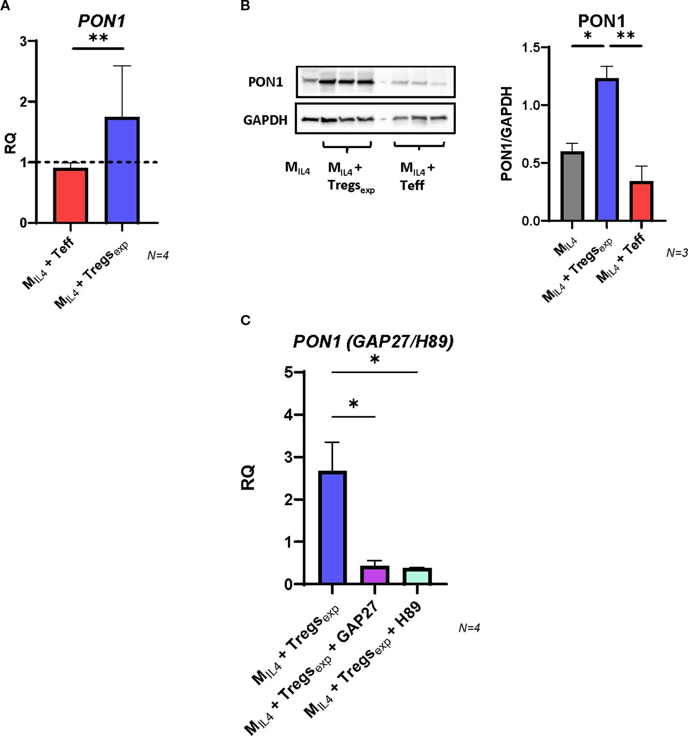 Tregs induce PON1 expression in MIL4. (A) qRT-PCR analysis of PON1 mRNA in MIL4 cocultured with Tregs or Teffs, normalized to UBC and MIL4 alone. (B) Western blot quantification of PON1 protein in MIL4 cocultured with Tregs or Teffs, normalized to GAPDH. (C) PON1 mRNA expression in MIL4 cocultured with Tregs, with or without GAP27 or PKA inhibitor H89 preincubation. Statistical analysis performed using one-way ANOVA.