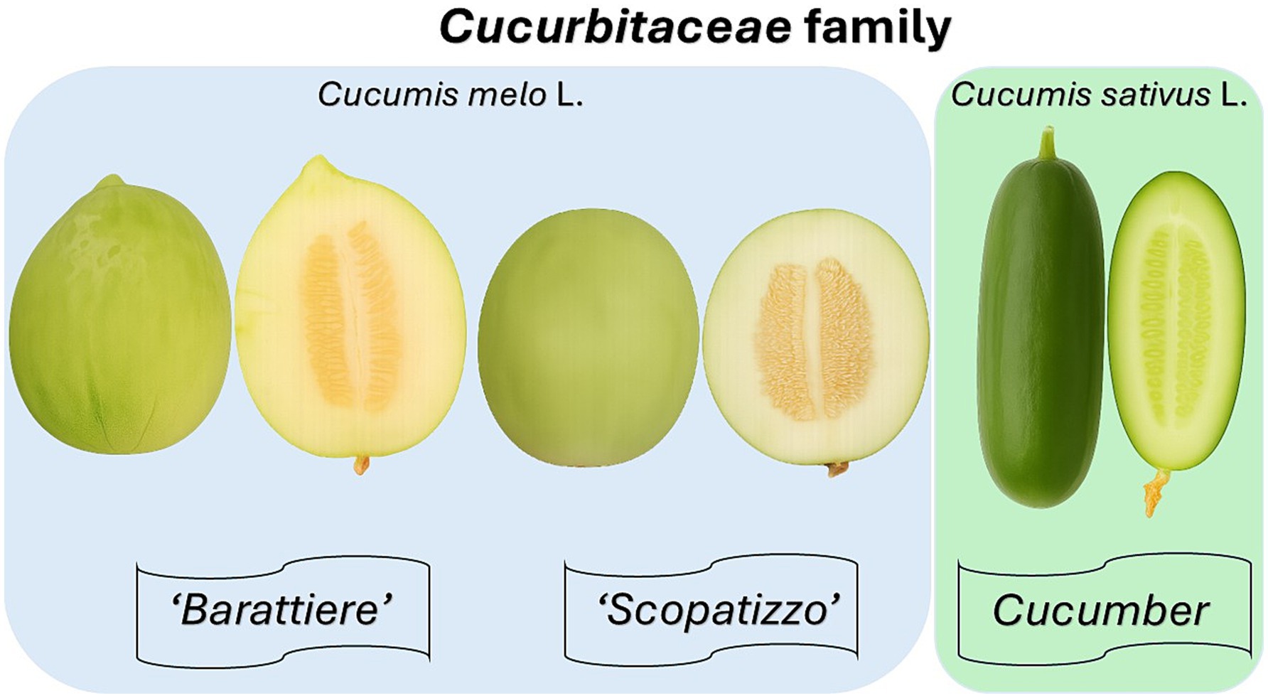 Three fruits from the Cucurbitaceae family. On the left, two 'Barattiere' fruits: one whole and one cut open showing the interior. In the center, two 'Scopatizzo' fruits: one whole and one sliced open to reveal the seeds. On the right, two cucumbers: one whole and one sliced open lengthwise showing the interior.