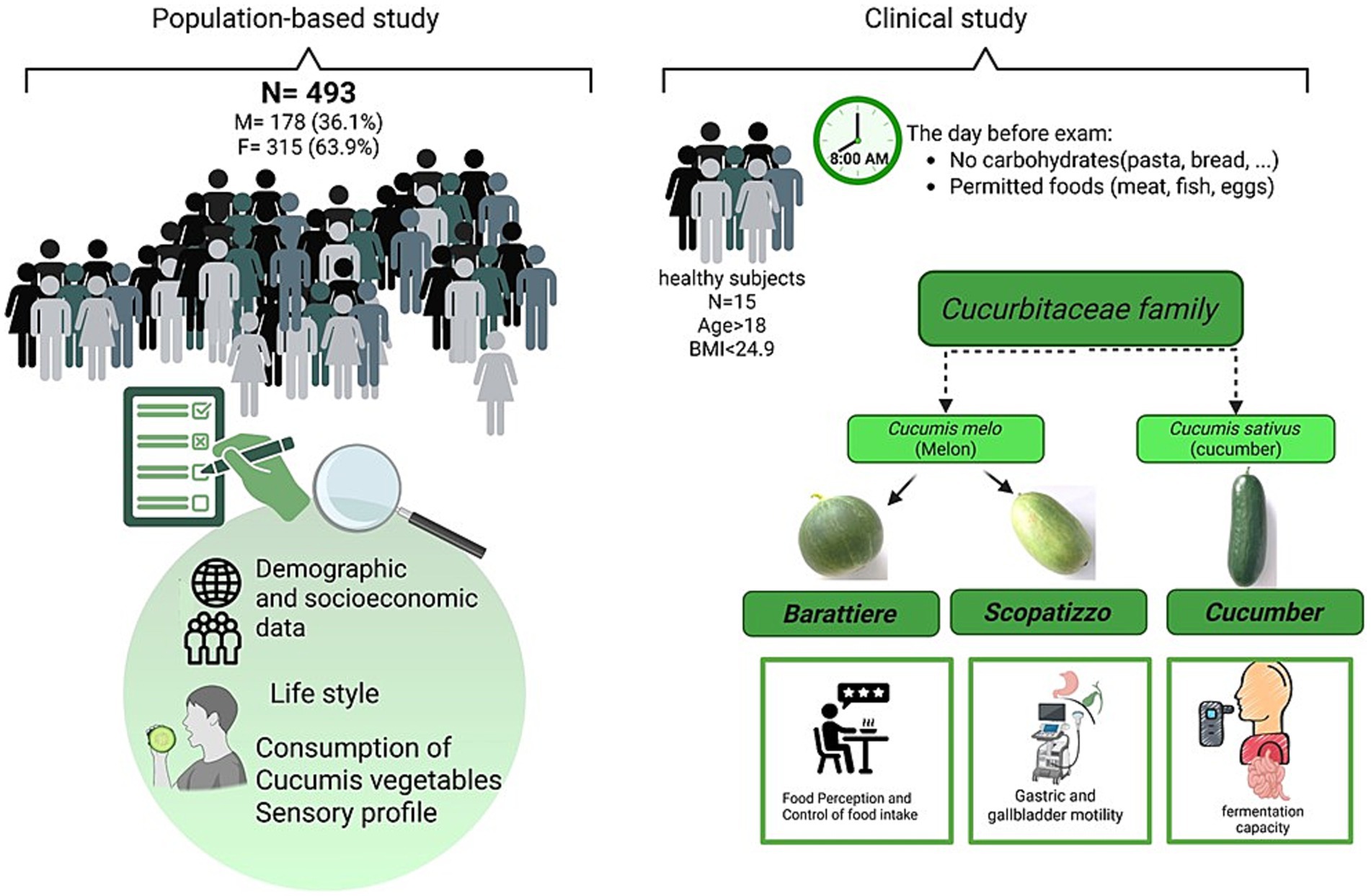 Study design comparison diagram with two sections. On the left, a population-based study involves 493 participants, with demographic and socioeconomic data collected. On the right, a clinical study includes 15 healthy subjects, focusing on Cucumis vegetables (melon and cucumber). The study assesses food perception, gastric motility, and fermentation capacity, with dietary instructions for the day before the exam.