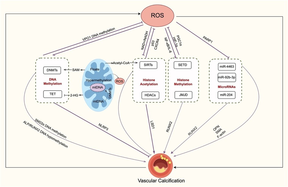 Diagram illustrating the process of vascular calcification influenced by Reactive Oxygen Species (ROS). Key components include DNA methylation (DNMTs, TET), histone acetylation (SIRTs, HDACs), histone methylation (SETD, JMJD), and microRNAs (miR-4463, miR-92b-3p, miR-204). Pathways are shown utilizing labels such as VPO1, SM22α, ALP, RUNX2, NLRP3, LSD1, PGC1α, HIF1α, and PARP1, highlighting their connection to ROS and subsequent impacts on mtDNA and vascular calcification.