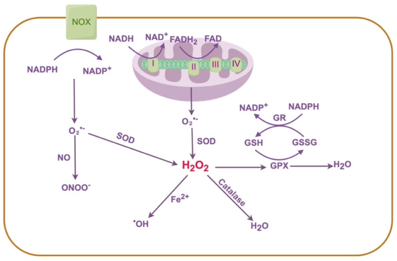 Diagram depicting reactive oxygen species generation in mitochondria. Electrons are transferred from NADH and FADH2, producing superoxide (O2•−), which converts to hydrogen peroxide (H2O2). SOD, catalase, and GPX enzymes detoxify reactive species. Pathway includes NOX complex, NADP+/NADPH cycle, and interaction with nitric oxide (NO) forming peroxynitrite (ONOO−).