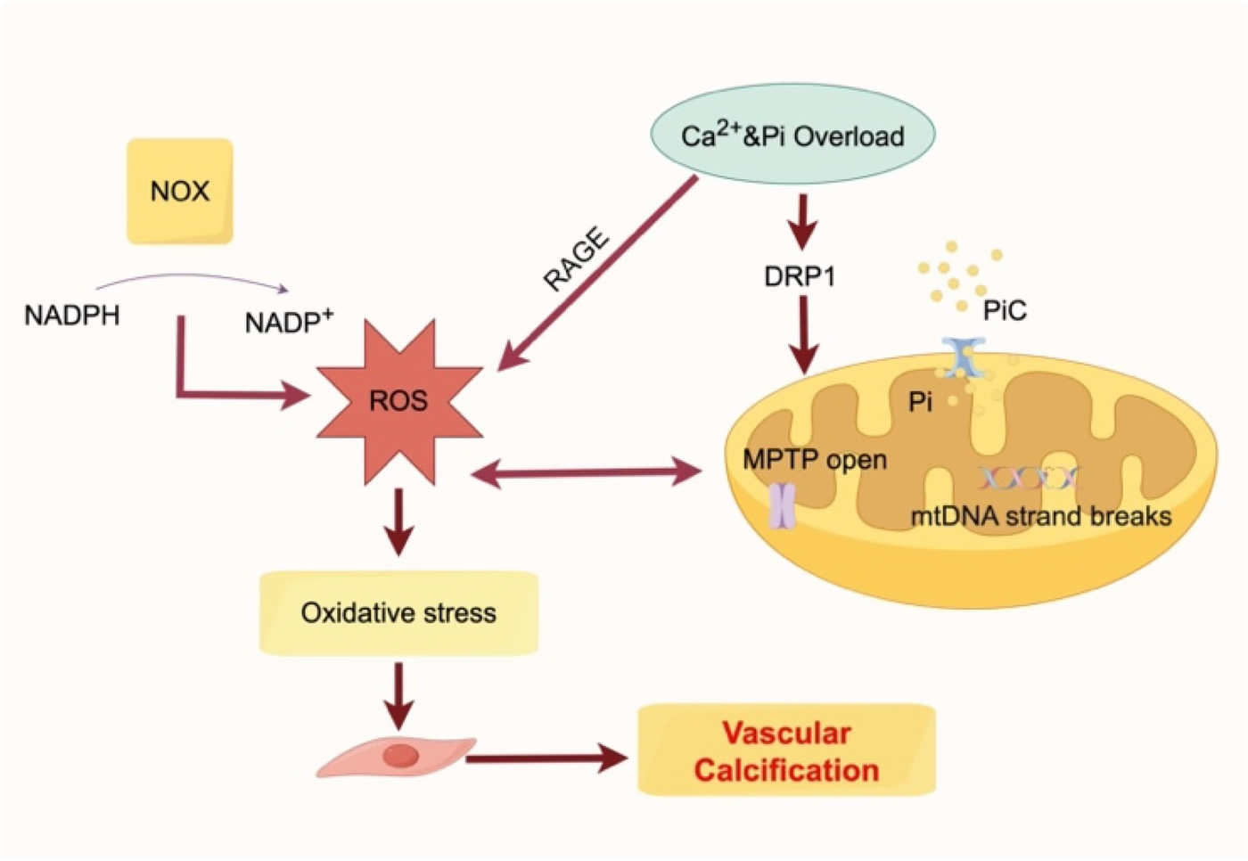 Flowchart of mitochondrial dysfunction and vascular calcification. NADPH oxidase (NOX) converts NADPH to NADP+, generating reactive oxygen species (ROS). Calcium and phosphate overload promote mitochondrial damage mediated by DRP1 and the opening of the mitochondrial permeability transition pore (MPTP), leading to mtDNA strand breaks in mitochondria. These processes result in vascular calcification.