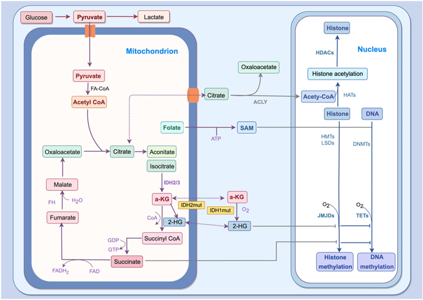 Diagram illustrating metabolic pathways between the mitochondrion and nucleus. Within the mitochondrion, glucose is converted to pyruvate, then acetyl CoA, and further into citrate. Metabolites continue through pathways involving succinate and fumarate. The nucleus shows interactions related to acetyl CoA affecting histone acetylation. SAM also plays a role through pathways impacting histone and DNA methylation. Pathways involve enzymes such as IDH2/3, IDH1mut, and others, influencing metabolites like a-KG and 2-HG, which affect cellular processes.