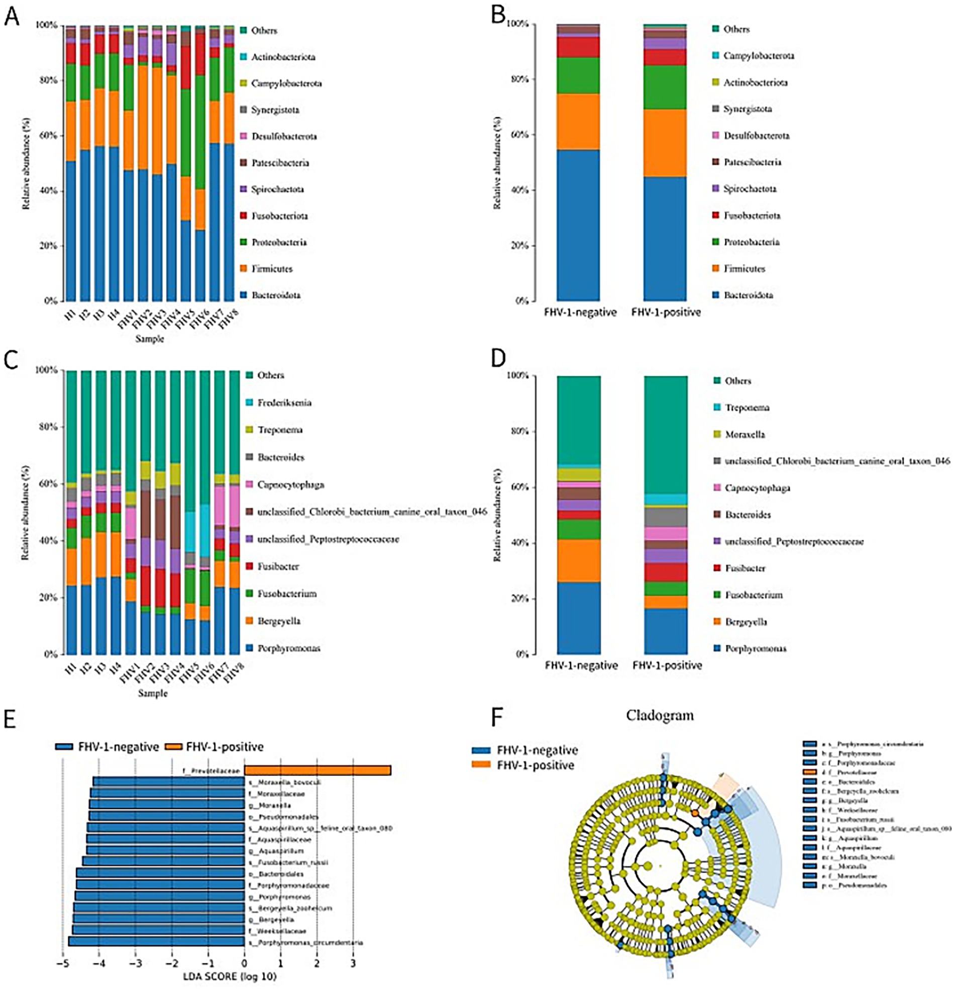 A series of six panels display comparative microbiome data related to FHV-1 status. Panels A and B show bar graphs of relative abundance of bacterial phyla in different samples, highlighting variations between FHV-1 negative and positive groups. Panels C and D further detail these differences at finer taxonomic levels. Panel E presents an LDA score chart comparing FHV-1 negative and positive groups, and Panel F features a cladogram illustrating phylogenetic relationships among the taxa, with emphasis on differences due to FHV-1 status.