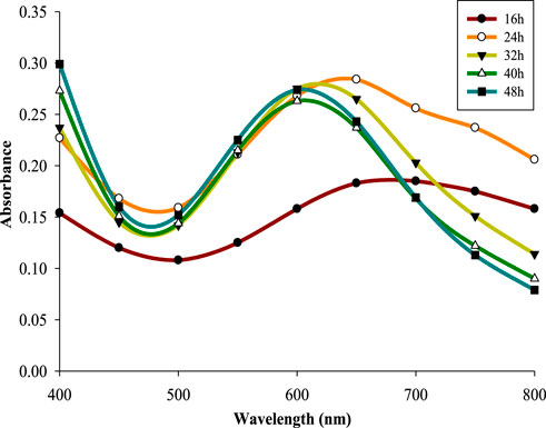 Line graph showing absorbance versus wavelength for different time intervals: 16 hours (red line), 24 hours (orange line), 32 hours (yellow line), 40 hours (green line), and 48 hours (blue line). Absorbance peaks and troughs vary across wavelengths from 400 to 800 nanometers.