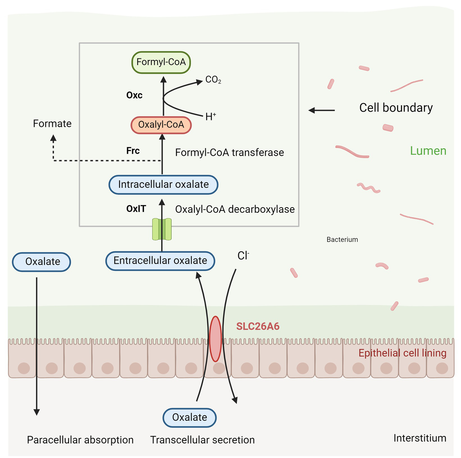 Frontiers | Probiotics in the prevention and treatment of calcium ...