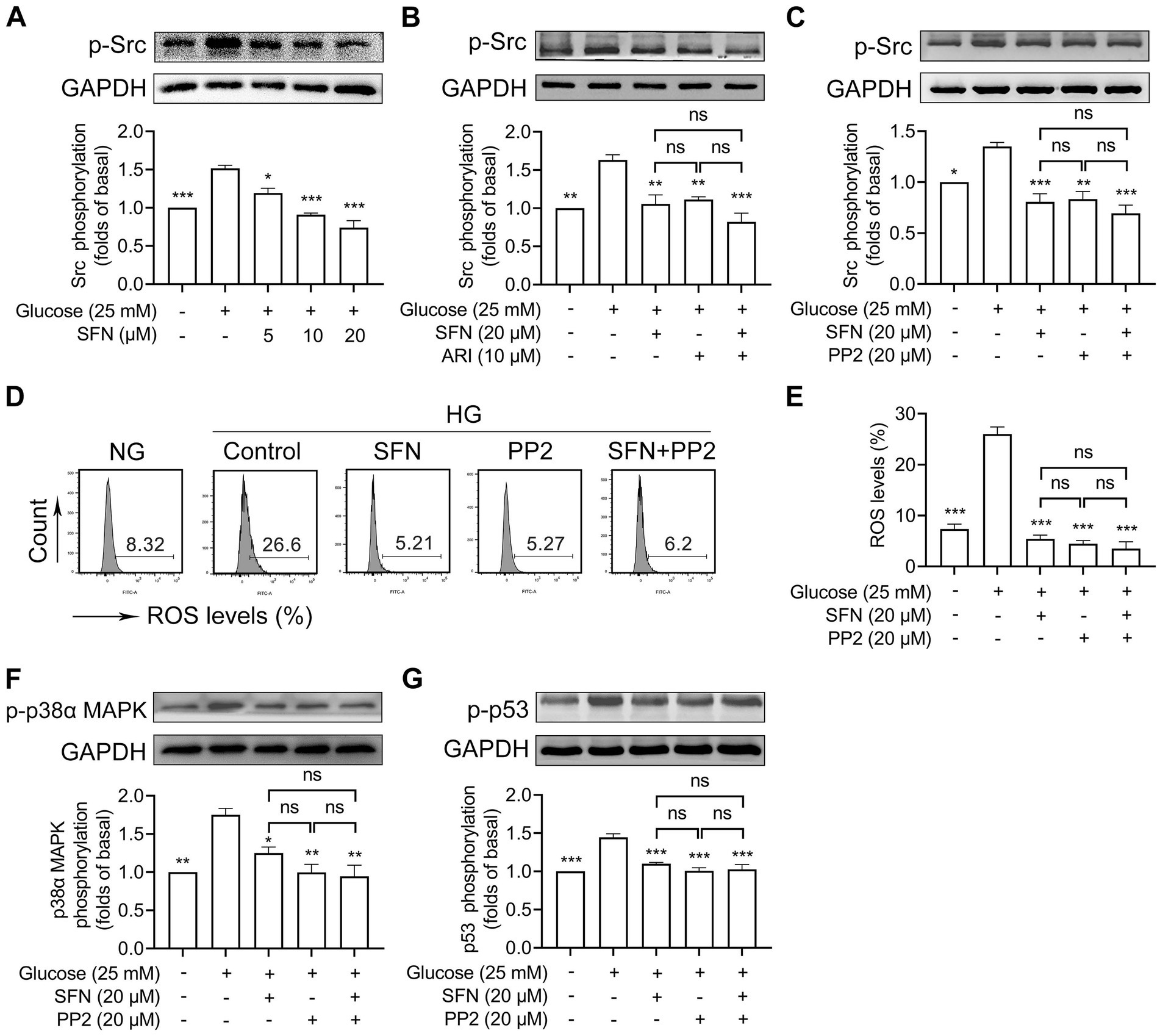 Western blot and bar graph panels show experiments on Src, p38α MAPK, and p53 phosphorylation in response to glucose, SFN, ARI, and PP2 treatments. Panels A to C: Src phosphorylation with varying SFN, ARI, and PP2. Panel D and E: Histogram and bar graph of ROS levels under different treatments. Panels F and G: p38α MAPK and p53 phosphorylation results with SFN and PP2. Statistical significance is marked with asterisks: ns (not significant), * p<0.05, ** p<0.01, *** p<0.001.