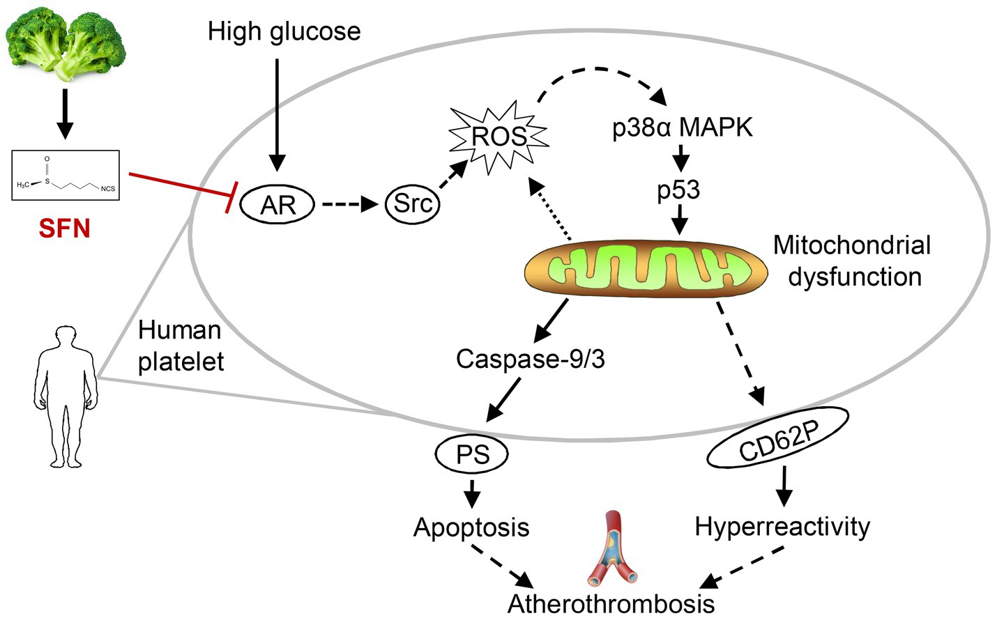 Diagram illustrating the biochemical pathway in human platelets where high glucose and reactive oxygen species (ROS) lead to mitochondrial dysfunction via p38α MAPK and p53. This increases platelet activation and activates caspase-9/3, resulting in apoptosis and atherothrombosis. Sulforaphane (SFN) from broccoli inhibits aldose reductase (AR), impacting the pathway.
