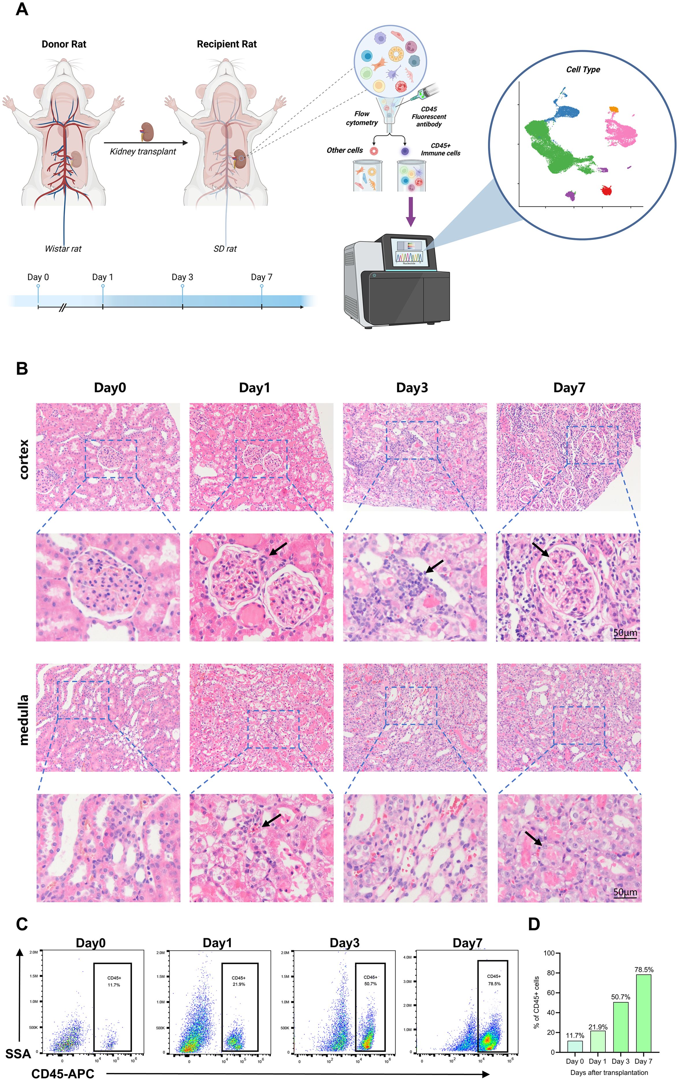 Illustration of a kidney transplant experiment and subsequent analysis. Panel A shows donor and recipient rats with a timeline for observing kidney transplant effects, followed by flow cytometry analysis of CD45+ immune cells. Panel B presents histological images of kidney cortex and medulla from days 0, 1, 3, and 7, highlighting cellular changes. Panel C displays flow cytometry scatter plots indicating the percentage of CD45+ cells over time. Panel D is a bar graph showing the percentage increase of CD45+ cells at each post-transplant day, with values rising from 11.7% on day 0 to 78.5% on day 7.