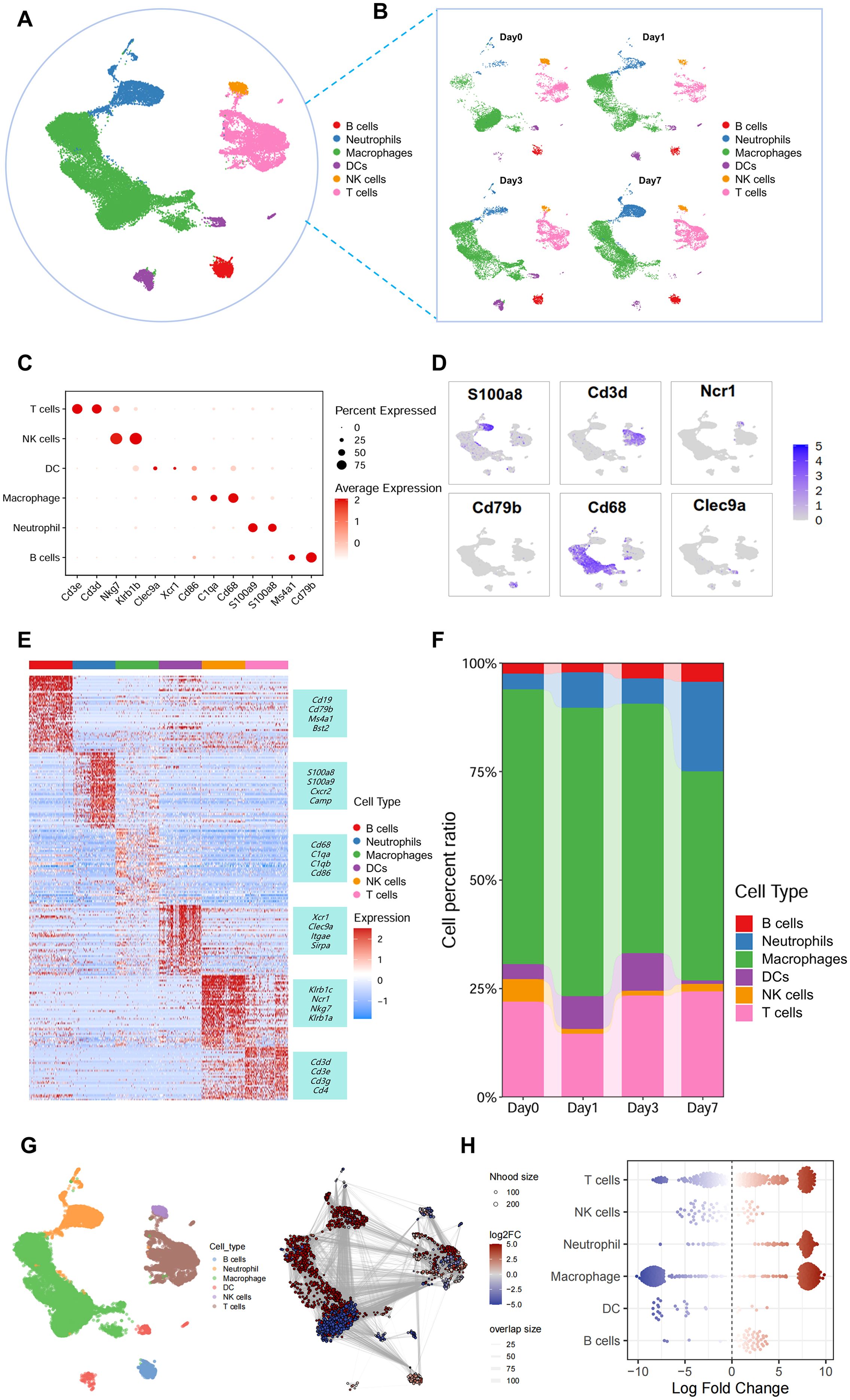 The composite image contains multiple panels showing data visualizations related to immune cell analysis. Panel A displays a scatter plot of various cell types, color-coded by type: B cells, neutrophils, macrophages, DCs, NK cells, and T cells. Panel B shows a time progression of cell distribution from day 0 to day 7. Panel C is a dot plot indicating gene expression levels for different cell types. Panel D illustrates expression levels of specific genes on a spatial map. Panel E is a heatmap of gene expression across cell types. Panel F uses a stacked bar chart to depict cell type ratios over time. Panel G presents a clustered scatter plot and network graph of cell interactions. Panel H is a volcano plot comparing log fold changes in gene expression among cell types.