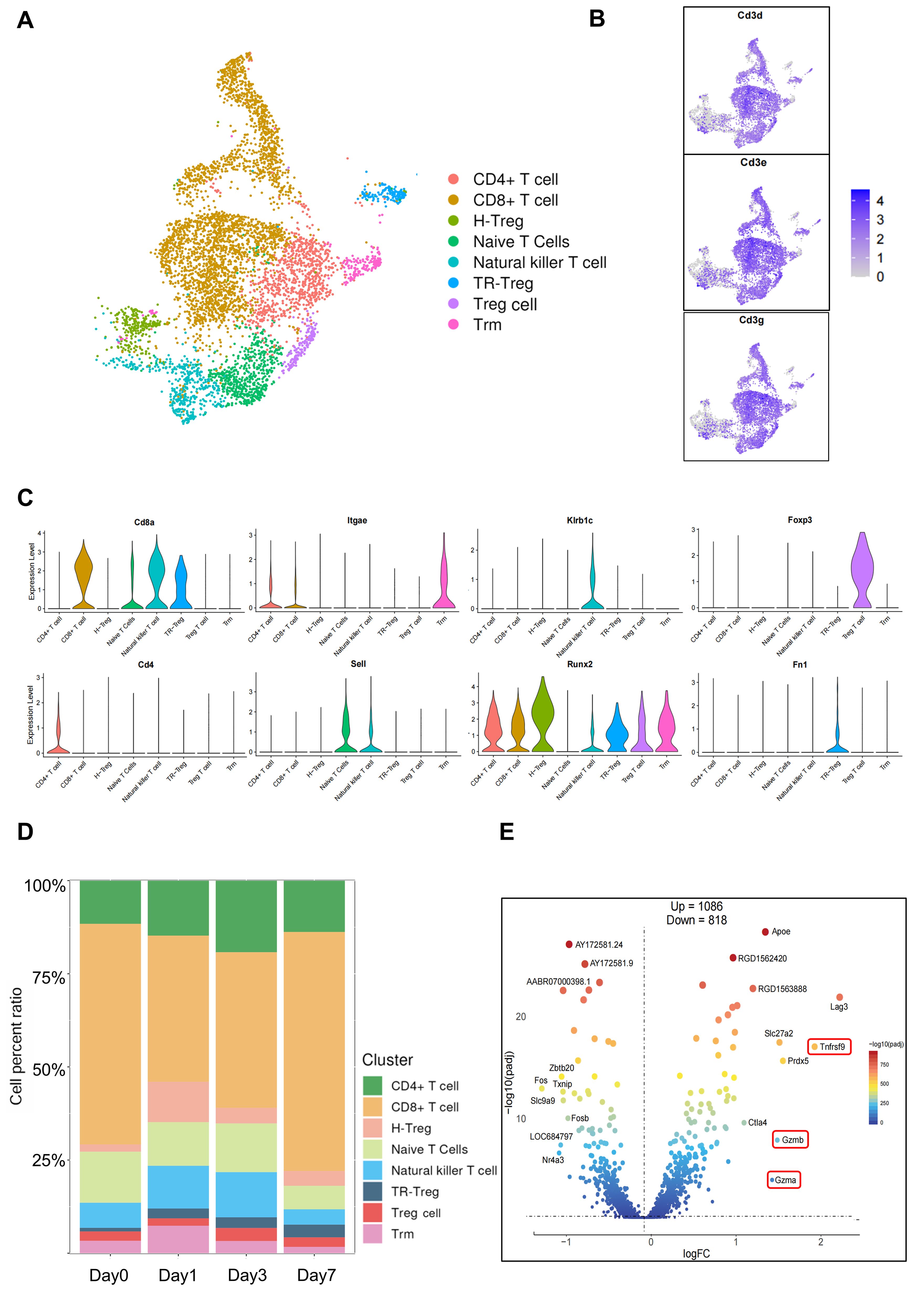 Data visualization illustrating T cell analysis. Panel A: UMAP plot showing eight T cell clusters, each color-coded. Panel B: Three gene expression maps (Cd3d, Cd3e, Cd3g) in purple, with intensity scale. Panel C: Violin plots of expression levels for eight genes across T cell types. Panel D: Stacked bar chart showing proportion of T cell types over four days. Panel E: Volcano plot highlighting upregulated and downregulated genes, with significant ones labeled in red.