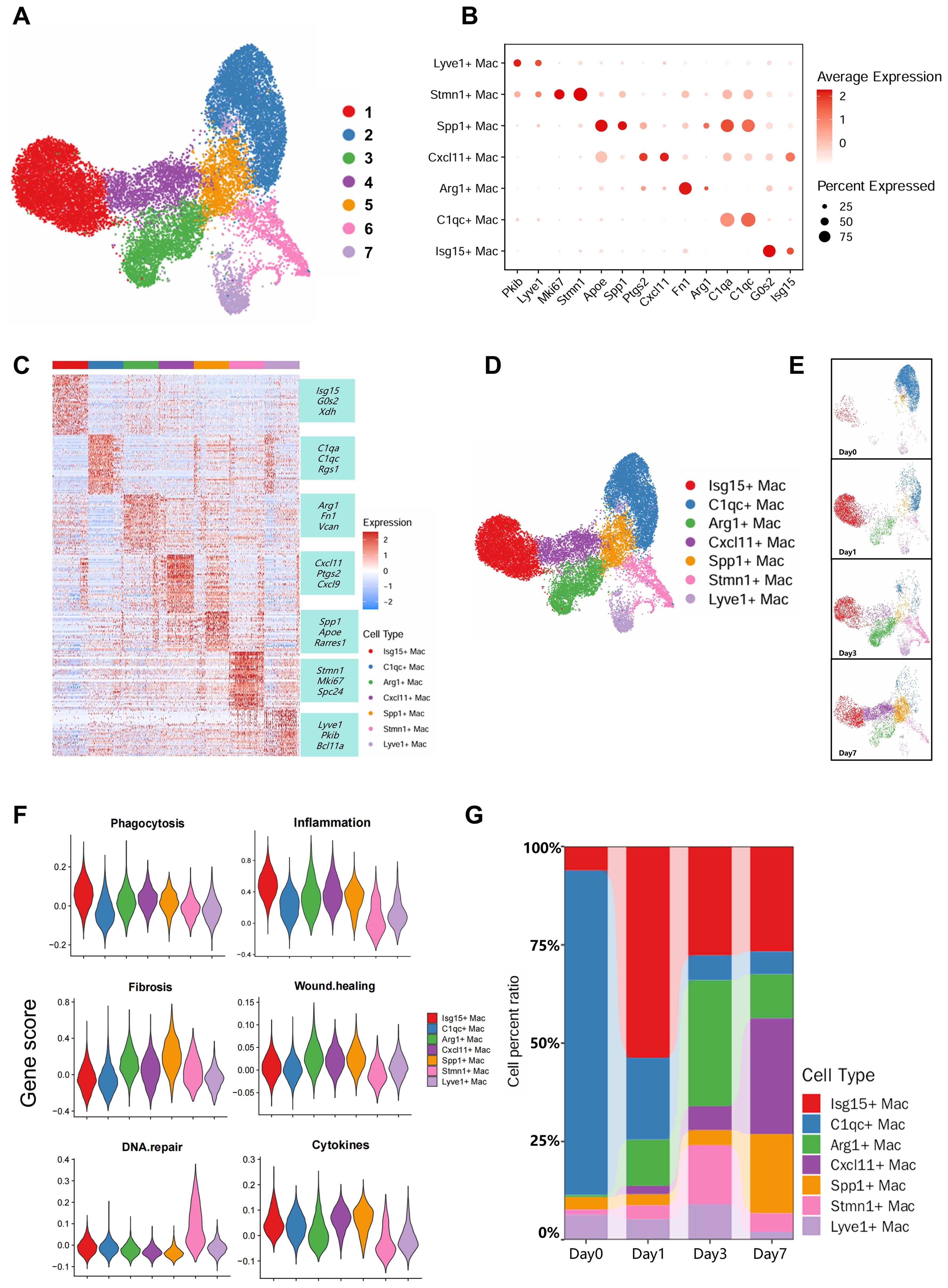 A collection of scientific visualizations illustrating cell type analysis. Panel A shows a t-SNE plot with seven color-coded clusters labeled 1 to 7. Panel B is a dot plot depicting average expression and percentage expressed for different macrophage types. Panel C presents a heatmap of gene expression across cell types. Panel D is a similar t-SNE plot with macrophage labels like Isg15+ and C1qc+. Panel E shows t-SNE plots over four time points: Day 0, Day 1, Day 3, and Day 7. Panel F contains violin plots illustrating functions like phagocytosis and inflammation. Panel G is a bar chart showing changes in cell type percentages over time.