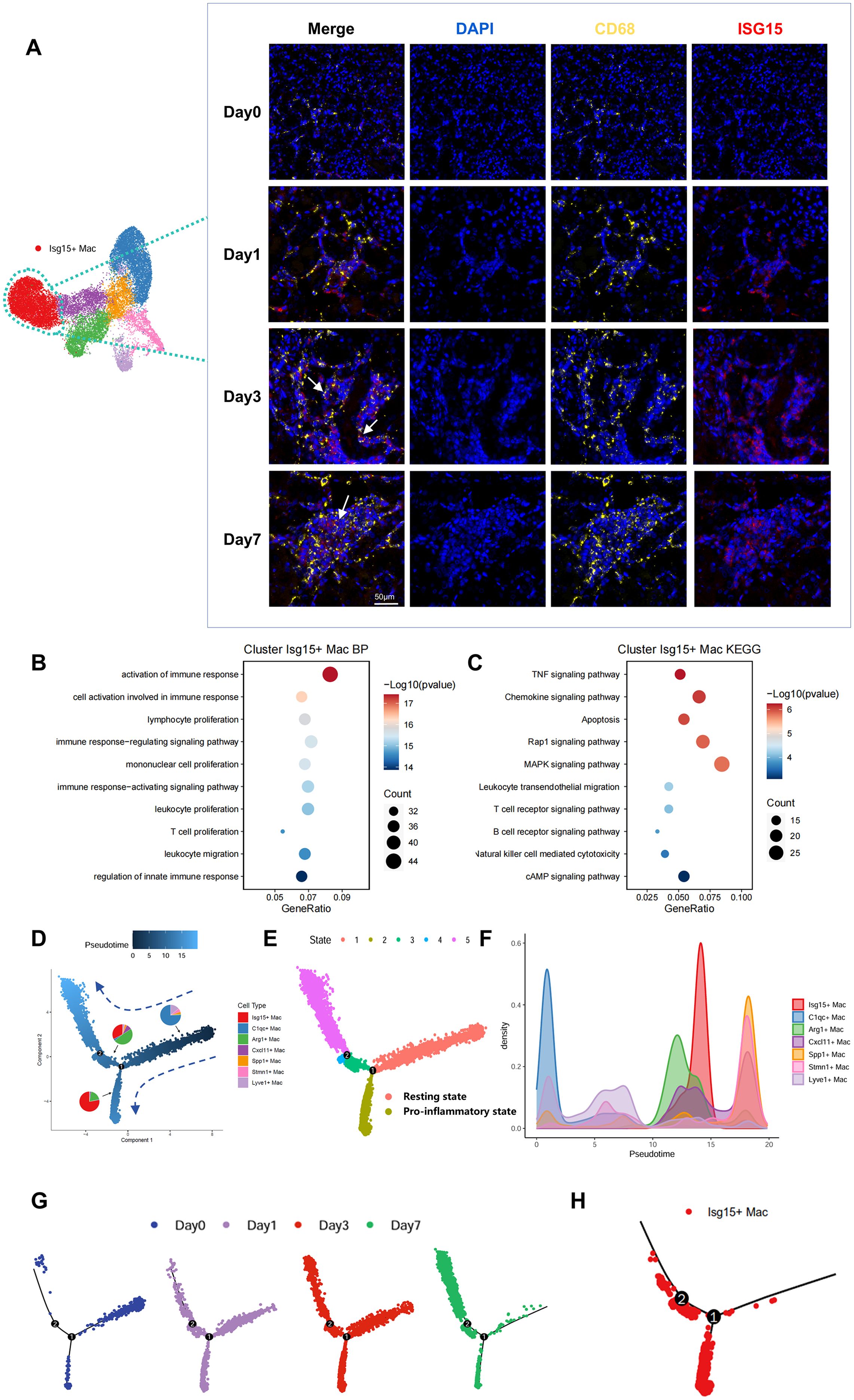 Composite image depicting various scientific panels:   A. UMAP plot showing clusters of cell populations, with Isg15+ Mac highlighted. Adjacent are immunofluorescence images of tissue sections across Day 0, 1, 3, and 7, with DAPI, CD68, and ISG15 markers.  B. Dot plot for biological processes (BP) in the Isg15+ Mac cluster, indicating gene ratio and significance.  C. KEGG pathway analysis for the same cluster, showing signaling pathways.  D-F. Pseudotime analysis with UMAP and density plots illustrating cell transitions and states.  G. UMAP plots colored by day, showing changes over time.  H. Highlight of Isg15+ Mac cluster in the pseudotime trajectory.