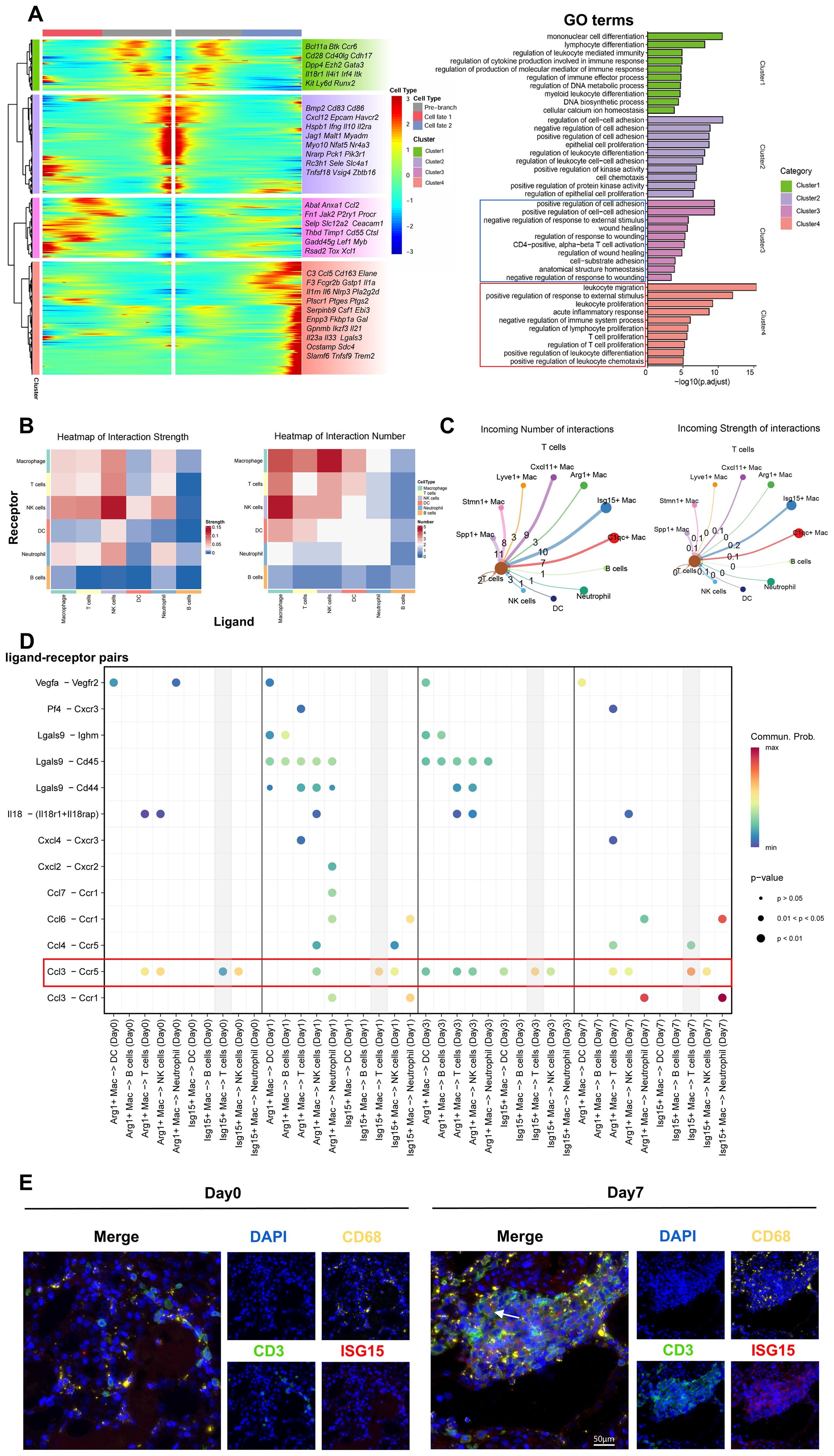 Panel A displays heatmaps and a graph of Gene Ontology (GO) terms illustrating gene expression across clusters and cell types. Panel B contains heatmaps showing interaction strength and number among immune cell types. Panel C features circular diagrams representing incoming interaction data for T cells and other immune cells. Panel D shows a dot plot of ligand-receptor interactions across various conditions with p-value indications. Panel E consists of immunofluorescence images comparing day 0 and day 7, highlighting markers DAPI, CD68, CD3, and ISG15 in tissue samples.