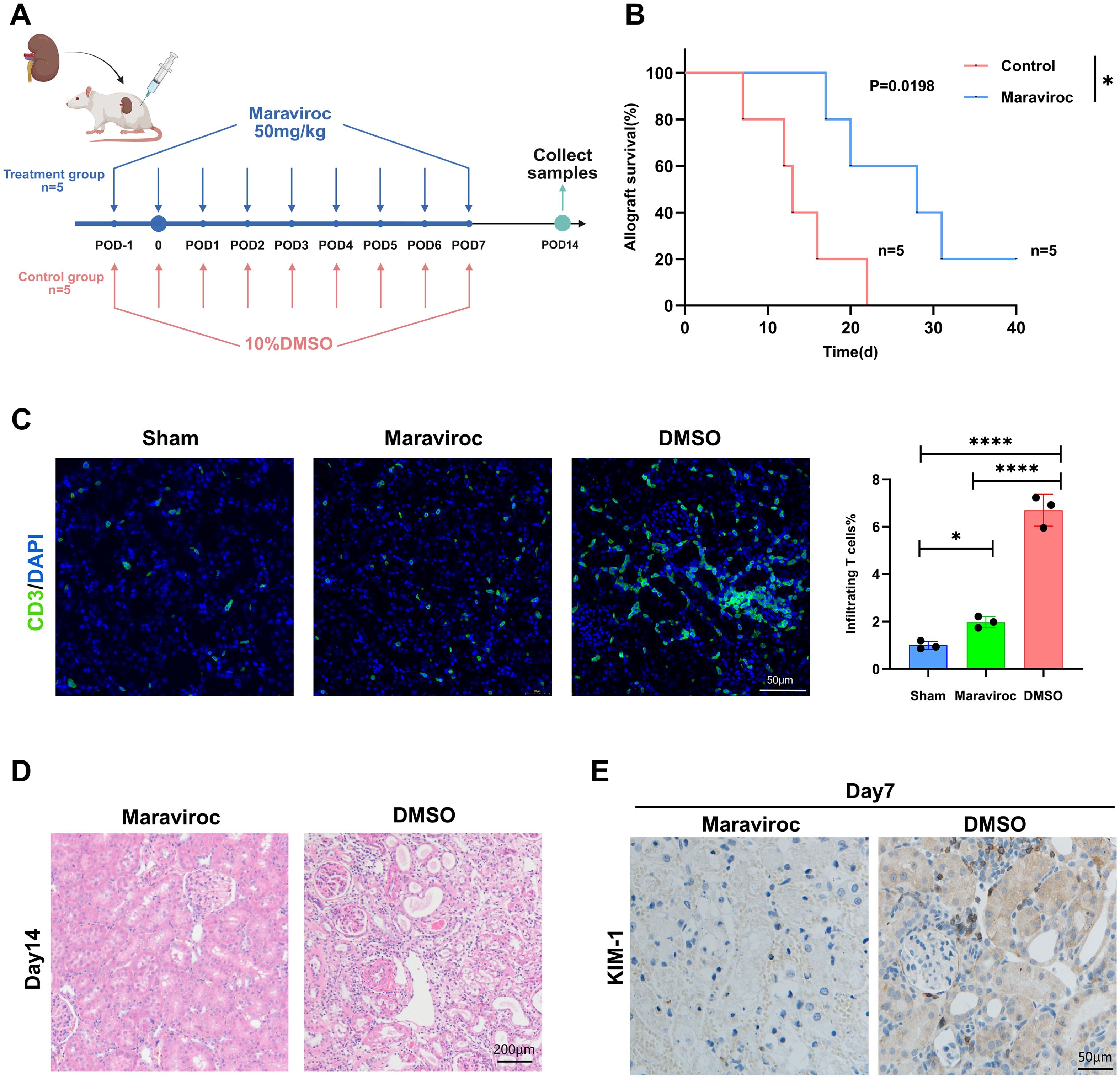 Diagram of a scientific study involving maraviroc treatment and control groups in mice. Panel A shows the experimental setup with dosage and sampling timeline. Panel B presents a survival curve comparing control and maraviroc groups. Panel C displays fluorescence microscopy images of tissue samples from sham, maraviroc, and DMSO groups, with an accompanying bar graph indicating T-cell infiltration. Panel D depicts histological images of tissue on day fourteen for maraviroc and DMSO groups. Panel E shows images of KIM-1 staining on day seven for both groups. Statistical significance is noted by asterisks.