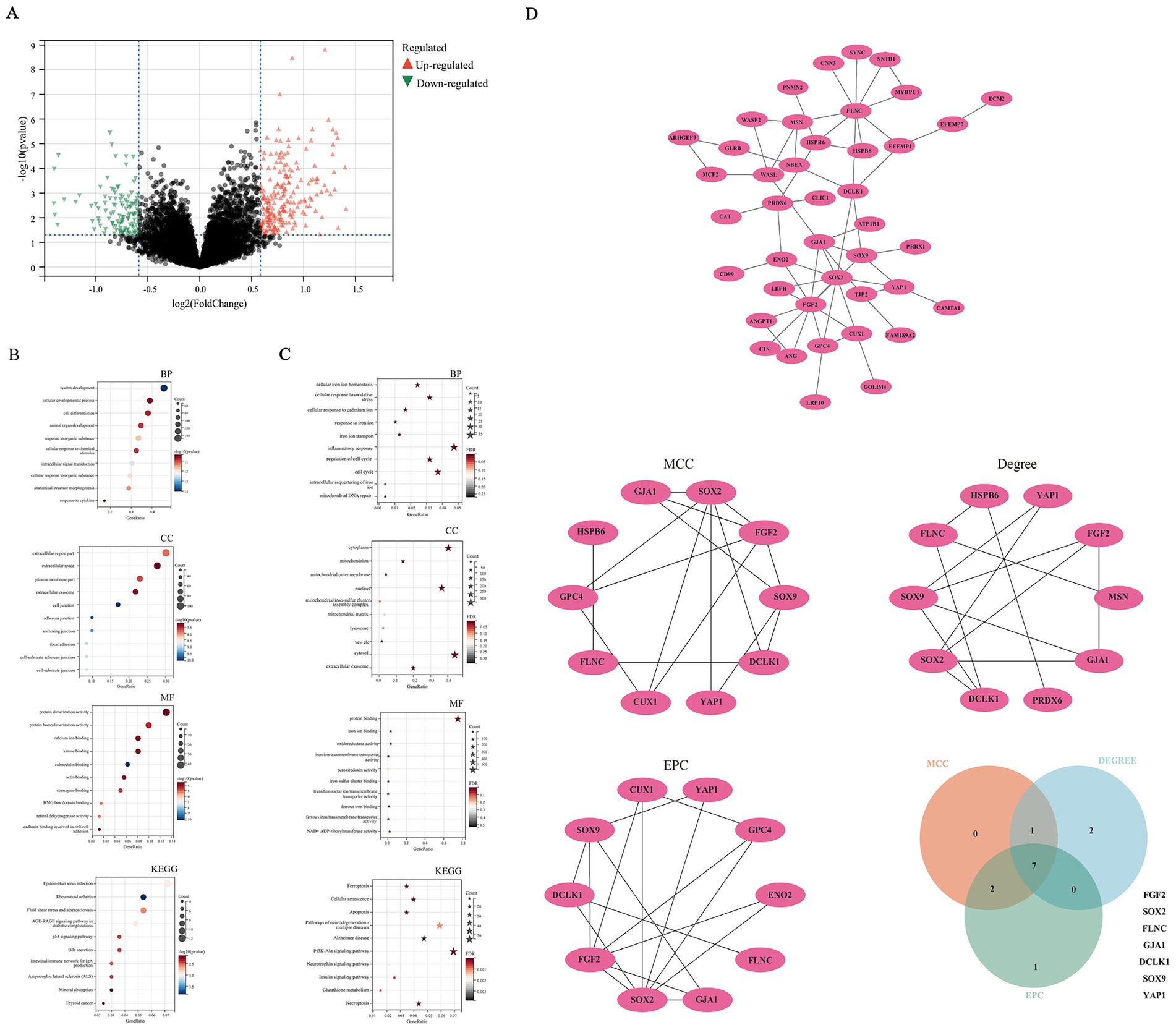 A collection of bioinformatics visualizations. A) A volcano plot showing gene expression data with up-regulated genes in red, down-regulated genes in green, and regulated genes in black. B) Dot plots representing gene ontology categories: BP (Biological Process), CC (Cellular Component), MF (Molecular Function), and KEGG pathways, color-coded by significance. C) Similar dot plots with significant terms marked by stars. D) Network diagrams illustrating gene interactions through MCC, Degree, and EPC metrics, alongside a Venn diagram highlighting shared genes among these metrics.