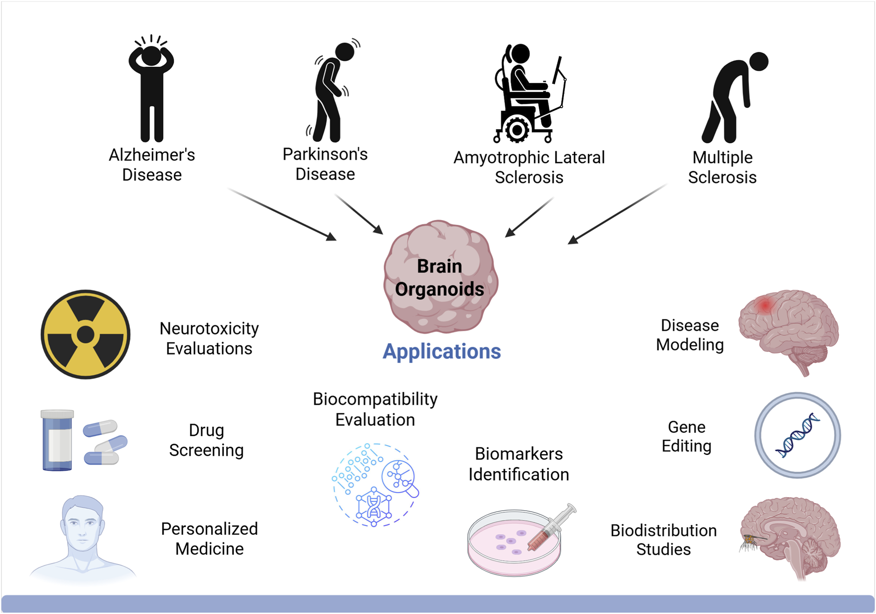 Diagram illustrating brain organoid applications. At the top, arrows connect organoids to neurological diseases: Alzheimer's, Parkinson's, Amyotrophic Lateral Sclerosis, and Multiple Sclerosis. Below, applications include neurotoxicity evaluations, drug screening, personalized medicine, biocompatibility evaluation, biomarkers identification, biodistribution studies, disease modeling, and gene editing.