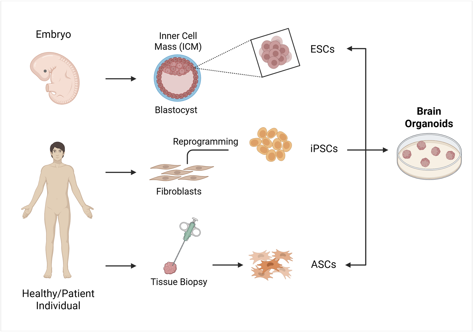 Diagram illustrating the process of deriving brain organoids. From an embryo, the inner cell mass of a blastocyst is extracted to form embryonic stem cells (ESCs). From a healthy or patient individual, fibroblasts undergo reprogramming to become induced pluripotent stem cells (iPSCs), while tissue biopsy yields adult stem cells (ASCs). Both ESCs and iPSCs are directed towards forming brain organoids in a petri dish. Black arrows indicate progression paths. Created in BioRender. Gomez Pinedo, U. (2025) https://BioRender.com/zcgbm6l