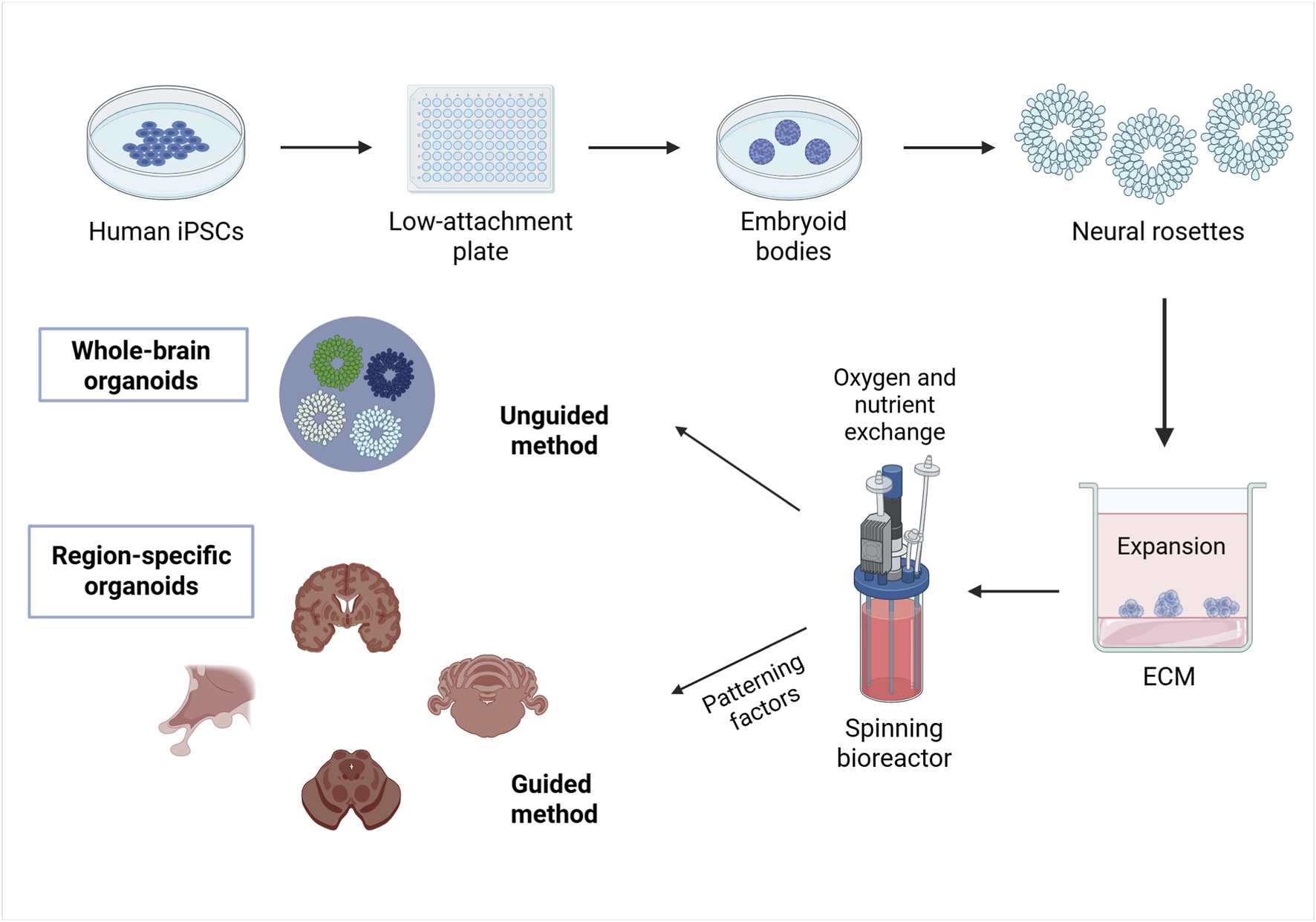 The diagram shows the process of developing brain organoids from human induced pluripotent stem cells (iPSCs). iPSCs are placed in a low-attachment plate to form embryoid bodies, which develop into neural rosettes. These can undergo unguided or guided methods to create whole-brain or region-specific organoids. A spinning bioreactor facilitates oxygen and nutrient exchange, while patterning factors are used in the guided method. The organoids expand in an extracellular matrix (ECM). Created in BioRender. Gomez Pinedo, U. (2025) https://BioRender.com/pdai8s3