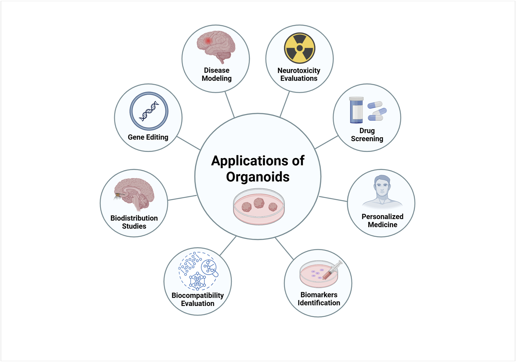 Diagram showing various applications of organoids, including disease modeling, neurotoxicity evaluations, drug screening, personalized medicine, biomarker identification, biocompatibility evaluation, biodistribution studies, and gene editing. Each application is linked to a central circle labeled "Applications of Organoids" with corresponding illustrative icons. Created in BioRender. Gomez Pinedo, U. (2025) https://BioRender.com/gkjv7i5