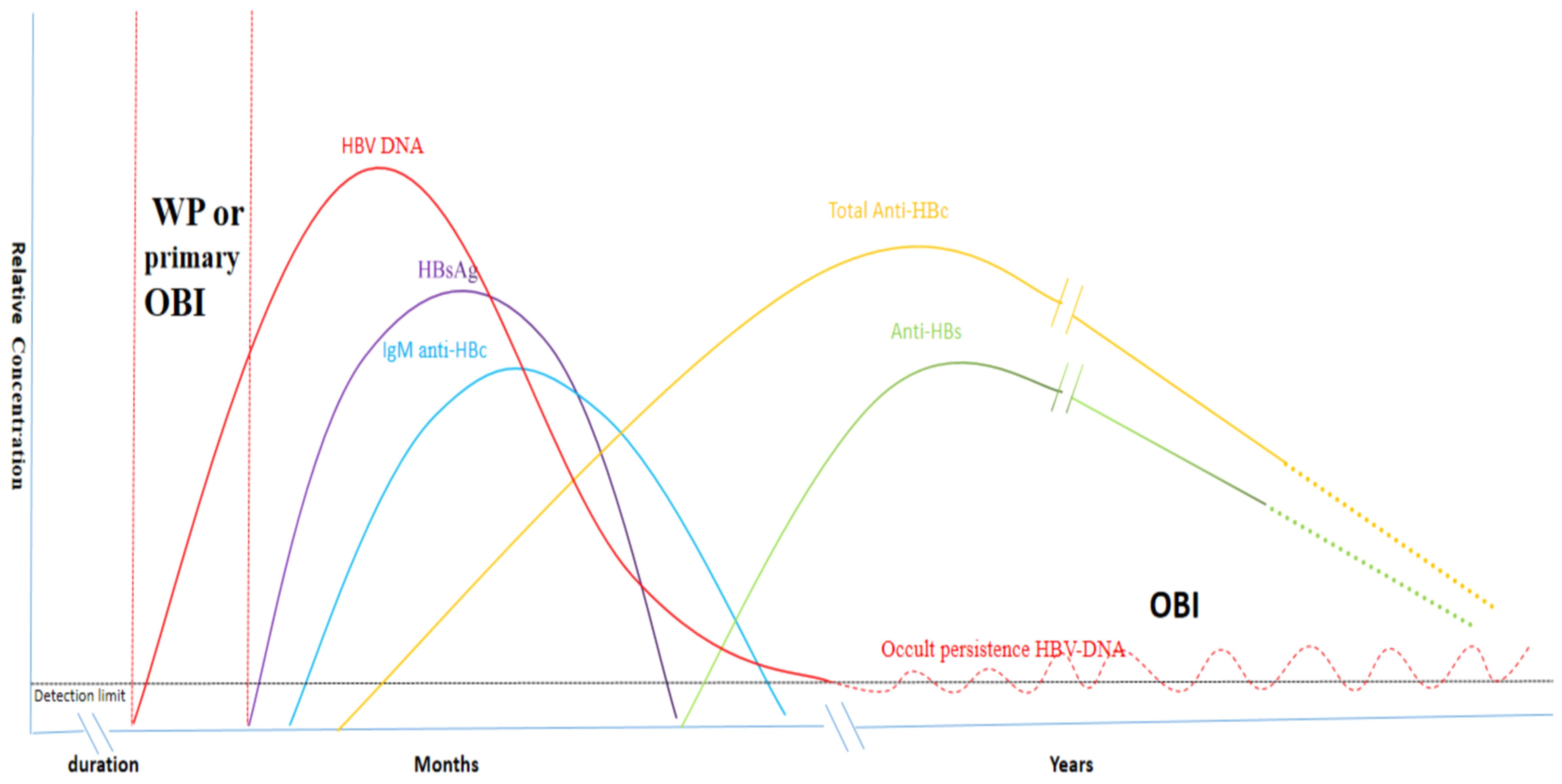 Graph depicting the dynamics of HBV infection markers over time. The x-axis shows duration in months and years, while the y-axis represents relative concentration. Curves represent HBV DNA, HBsAg, IgM anti-HBc, total Anti-HBc, and Anti-HBs. Initial spikes in HBV DNA and HBsAg decrease over time, while Anti-HBs and total Anti-HBc increase. Occult persistence of HBV DNA is noted. WP or primary OBI and OBI phases are indicated. Detection limit is marked near the x-axis.