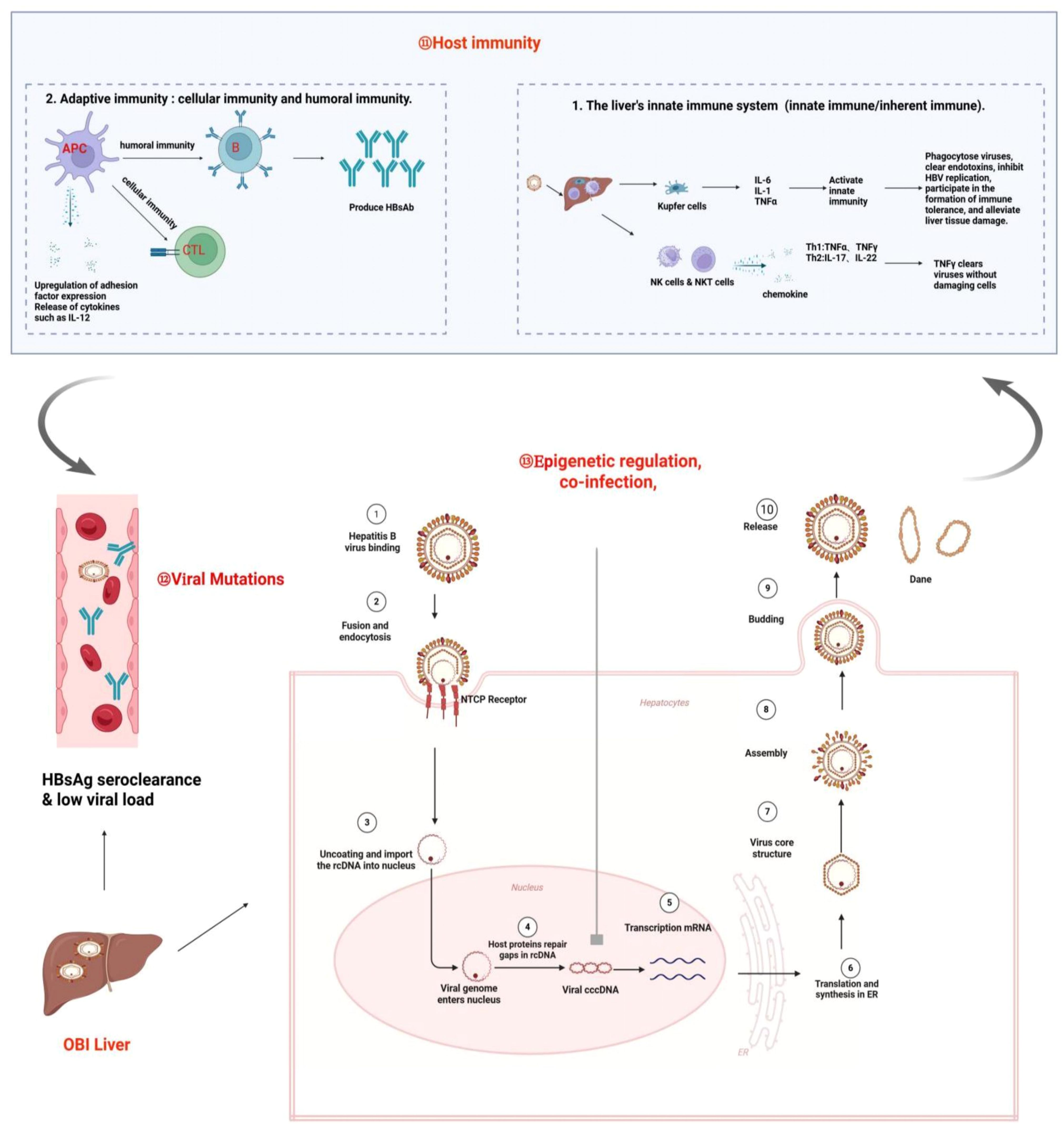 Diagram illustrating host immunity, viral mutations, and viral replication in hepatitis B infection. It includes sections on adaptive immunity with components like APCs and CTLs, the liver's innate immune system with Kupffer cells, viral mutation effects on HBV seroclearance, and a step-by-step process of HBV entry, replication, and release in liver cells.