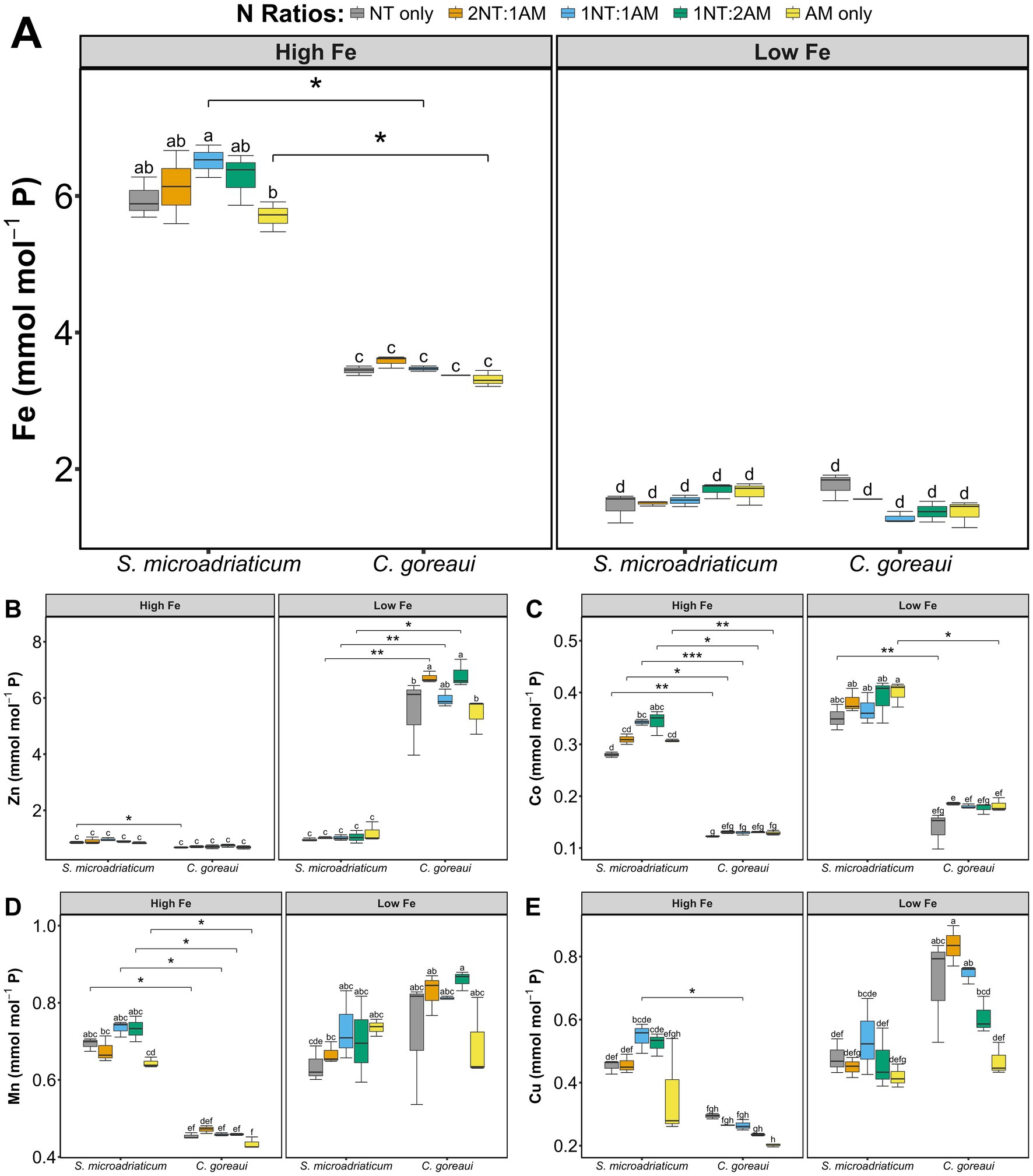 Box plots showing the concentrations of various elements (iron, zinc, cobalt, manganese, copper) in S. microadriaticum and C. goreaui under high and low iron conditions. Each plot is divided by nitrogen ratio treatments: NT only, 2NT:1AM, 1NT:1AM, 1NT:2AM, and AM only. Significant differences are marked with asterisks and letters. Panel A shows iron, B zinc, C cobalt, D manganese, and E copper. The concentration units are mmol mol⁻¹ P. Each element responds differently to the nitrogen ratios, with distinct patterns under high and low iron conditions.