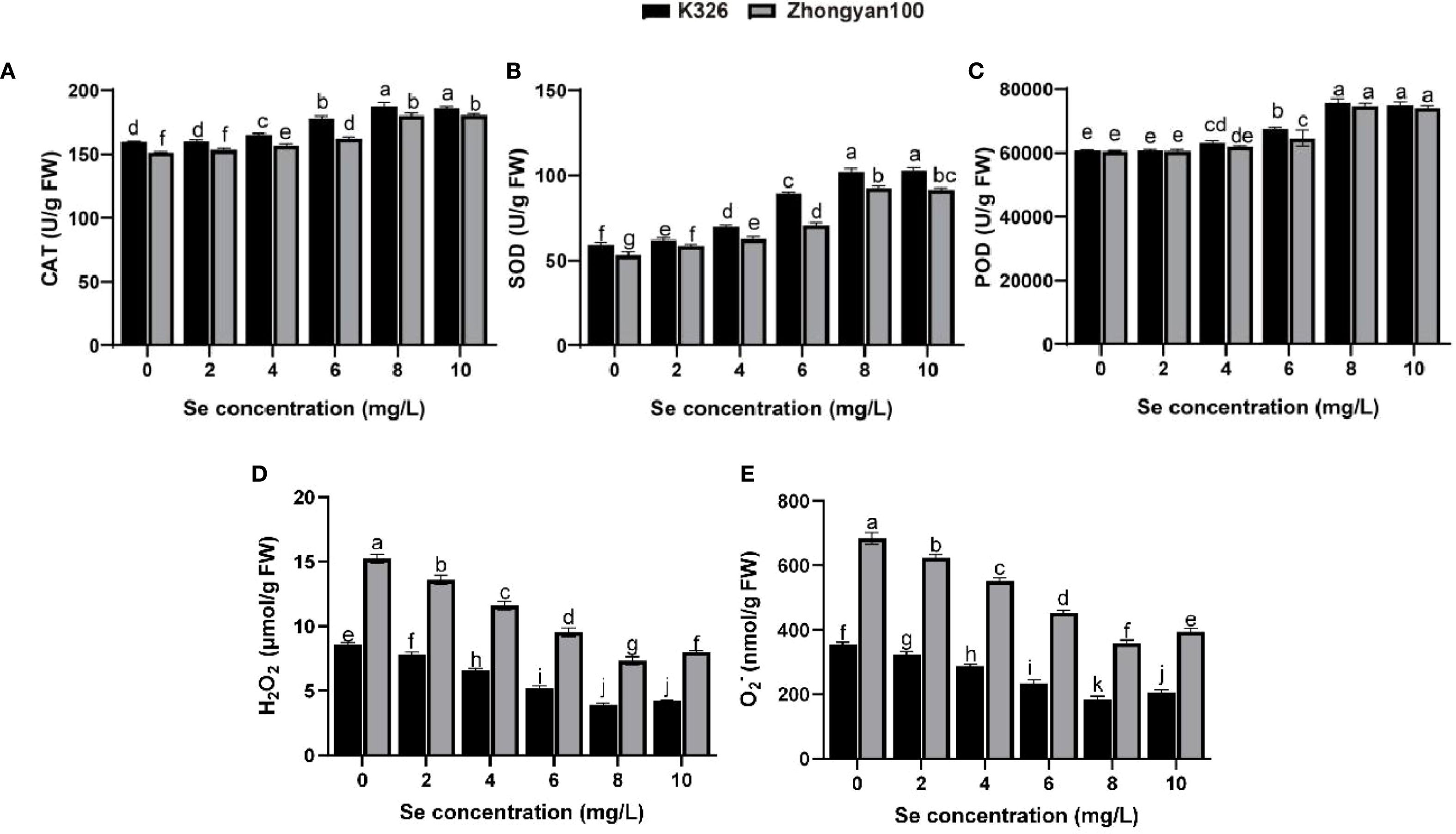 Bar charts labeled A to E show the effects of selenium concentration (mg/L) on five parameters in two genotypes, K326 and Zhongyan100. A: CAT activity increases with selenium. B: SOD activity rises with increased concentration. C: POD activity remains stable at low selenium and increases at higher levels. D: H₂O₂ levels decrease with rising selenium. E: O₂⁻ generation declines with higher selenium. Comparisons between the genotypes are indicated by letters representing significance levels.