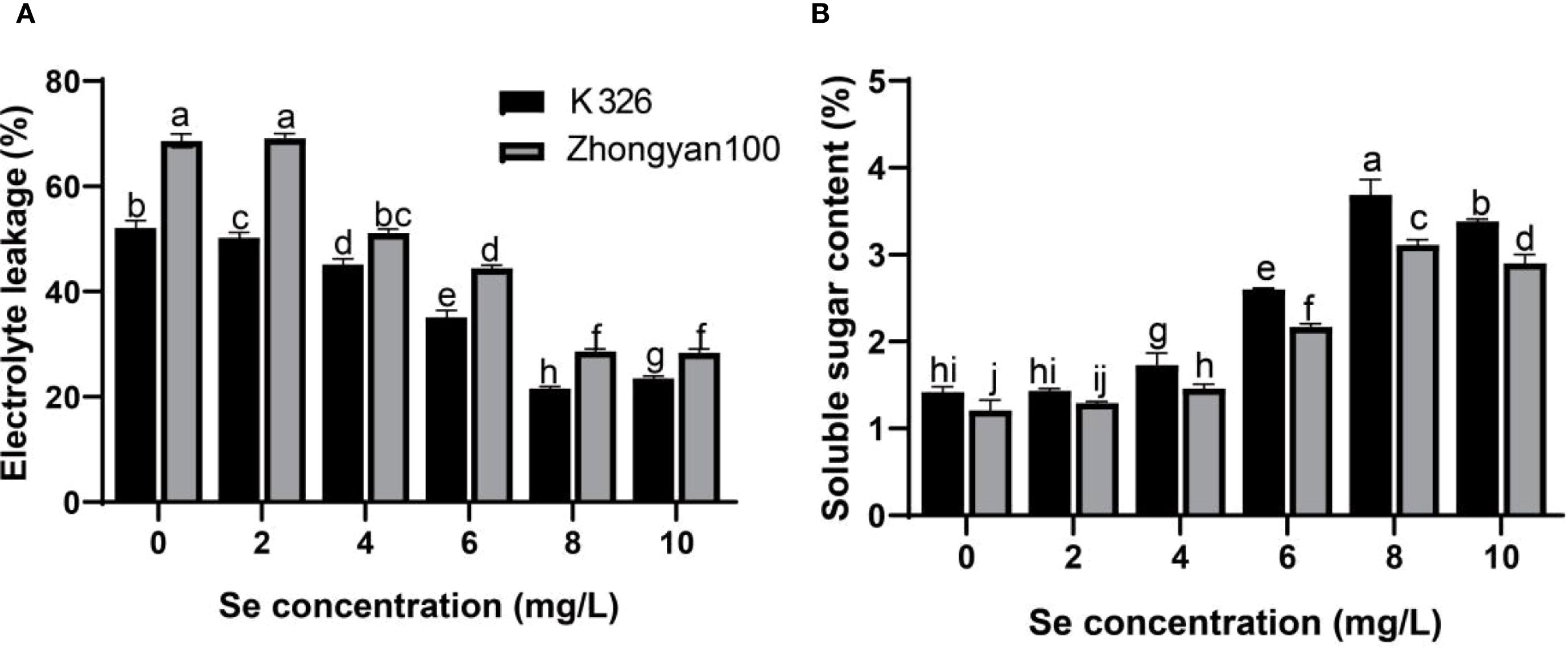 Two bar charts depict the effects of selenium concentration on plants K326 and Zhongyan100. Chart A shows electrolyte leakage (percentage) decreasing as selenium concentration increases. Chart B shows soluble sugar content (percentage) with a minor overall increase, peaking at eight milligrams per liter. Each chart differentiates K326 and Zhongyan100 with black and gray bars, respectively. Statistical significance is indicated by letters above each bar.