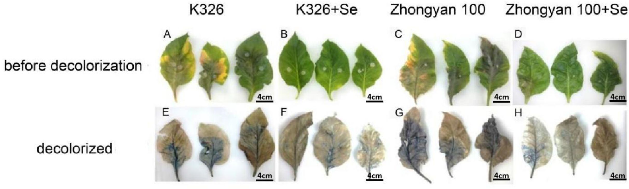 Leaves labeled A to H are shown in two rows. The top row displays leaves before decolorization from four groups: K326, K326+Se, Zhongyan 100, and Zhongyan 100+Se. The bottom row shows the same leaves after decolorization, revealing changes in color and texture. Each leaf pair is approximately 4 centimeters long.