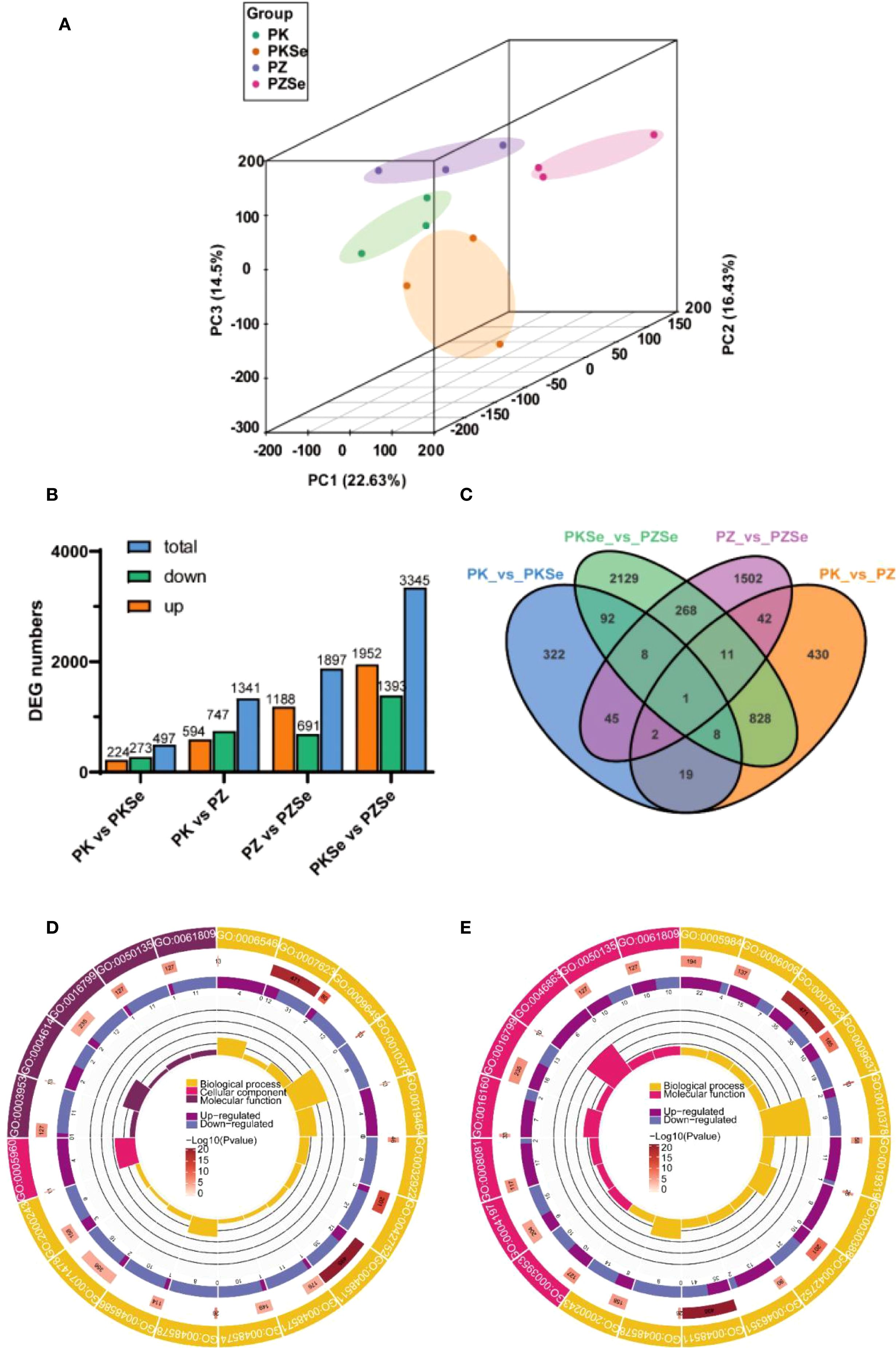 Panel A shows a 3D PCA plot with colored data points representing different groups: PK, PKSe, PZ, and PZSe. Panel B is a bar chart detailing the number of differentially expressed genes (DEGs) across several comparisons, with bars indicating total, upregulated, and downregulated genes. Panel C is a Venn diagram illustrating overlapping DEGs among comparisons. Panels D and E are circular diagrams displaying gene ontology classification, highlighting biological processes, cellular components, and molecular functions, with segments indicating up- and downregulated genes.