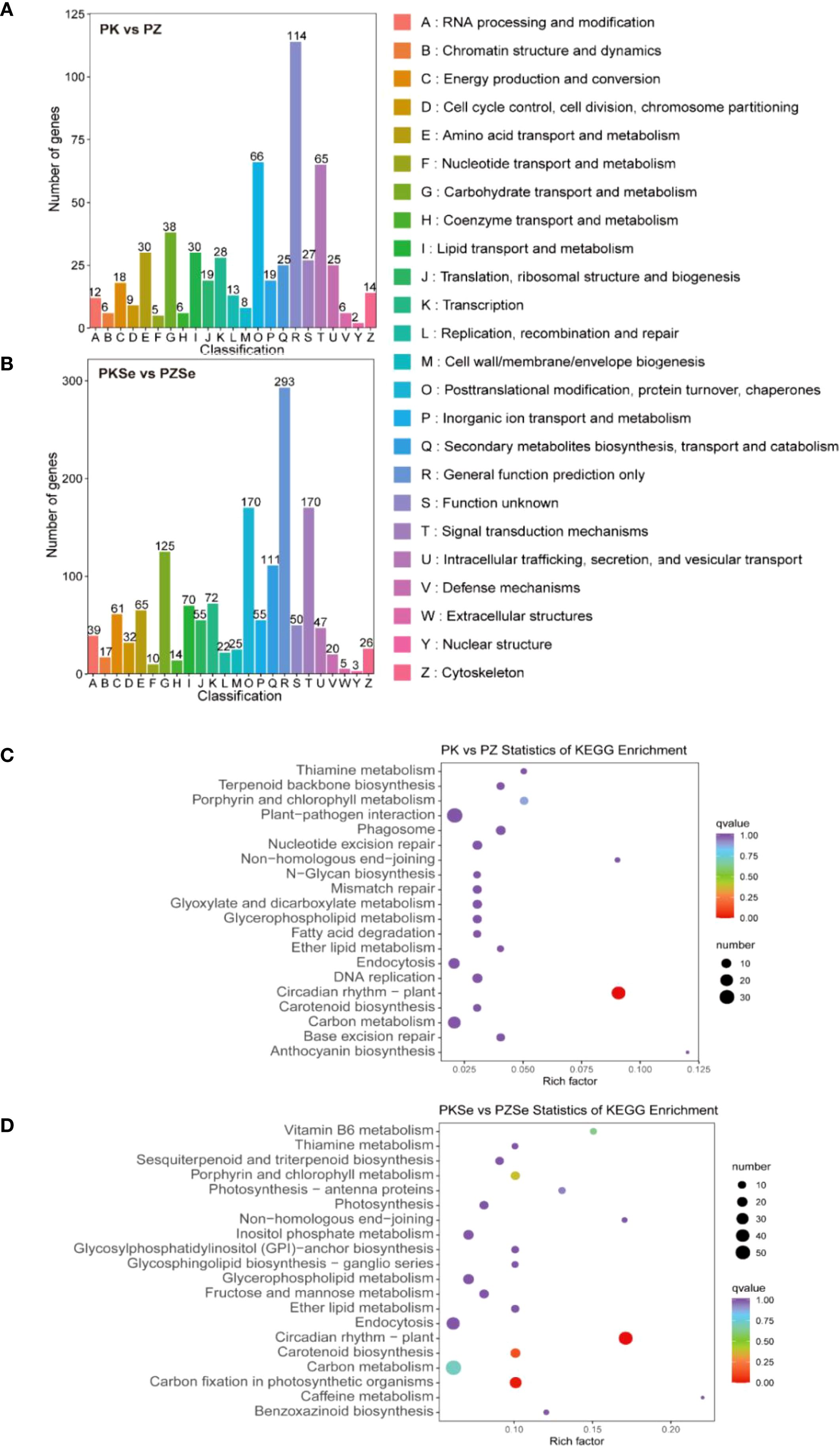 Four-part figure showing gene expression and KEGG enrichment analyses. Part A: Bar chart of the number of genes in PK vs. PZ across various classifications, with the highest being class Q. Part B: Bar chart for PKSe vs. PZSe, highest in class P. Part C: Bubble chart of PK vs. PZ KEGG enrichment, with the largest bubble for anthocyanin biosynthesis. Part D: Bubble chart for PKSe vs. PZSe KEGG enrichment, with the largest bubble for carbon fixation in photosynthetic organisms. Classes and categories are color-coded and labeled.